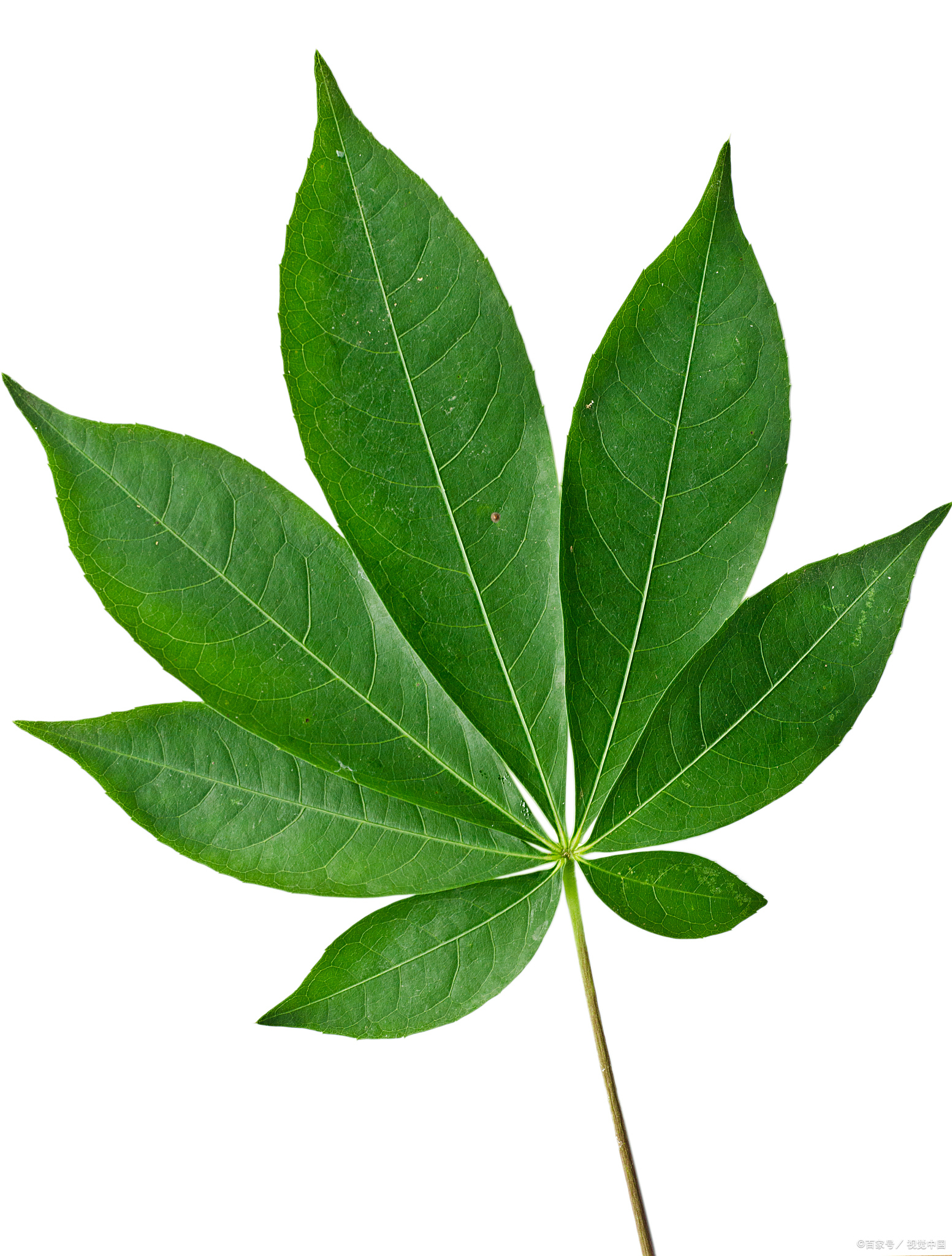 叶姓男孩寓意好又好听有涵养的名字霸气