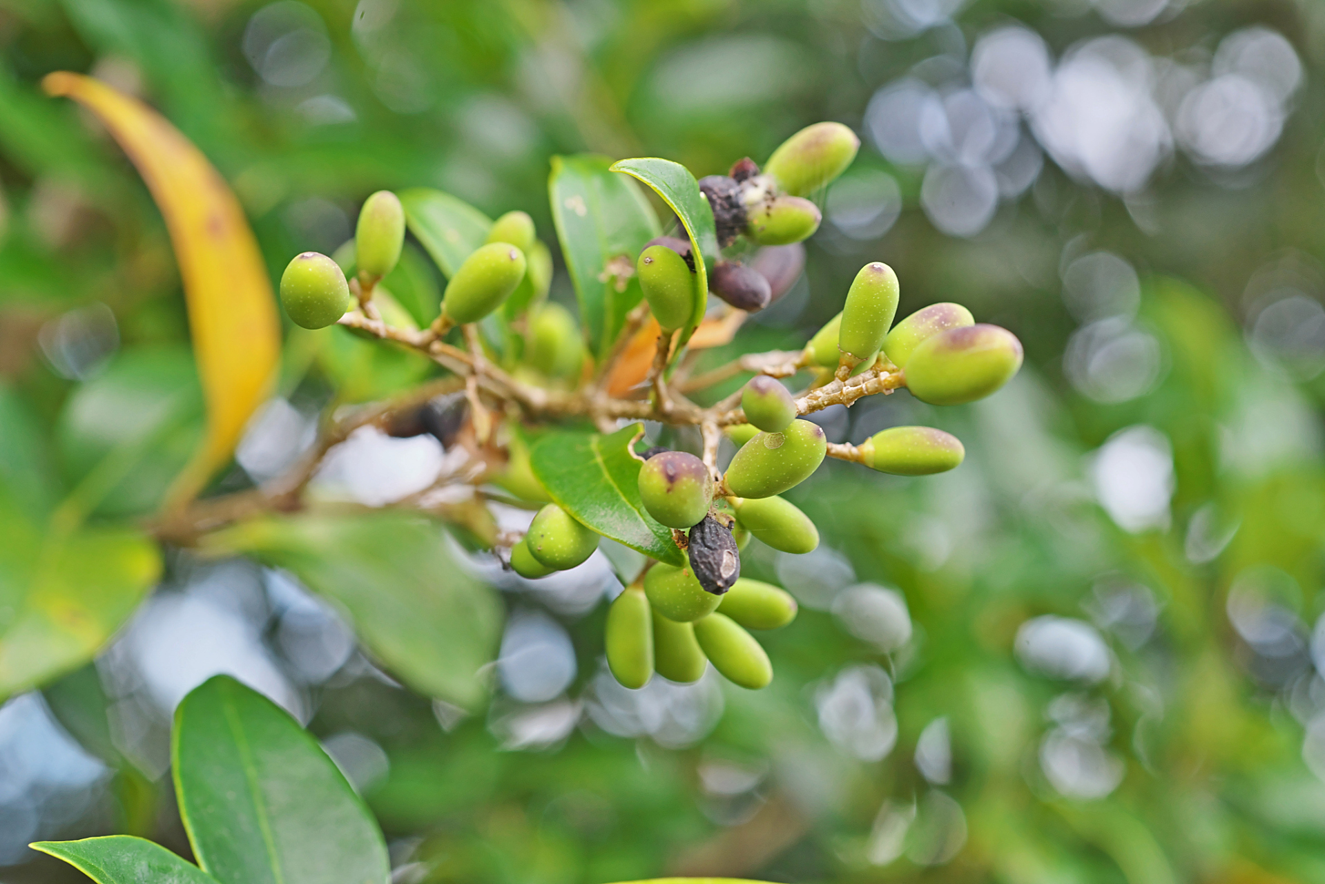 中医治疗高血脂症验方:冬青子治高脂血症『临床验方,仅供参考』  【方