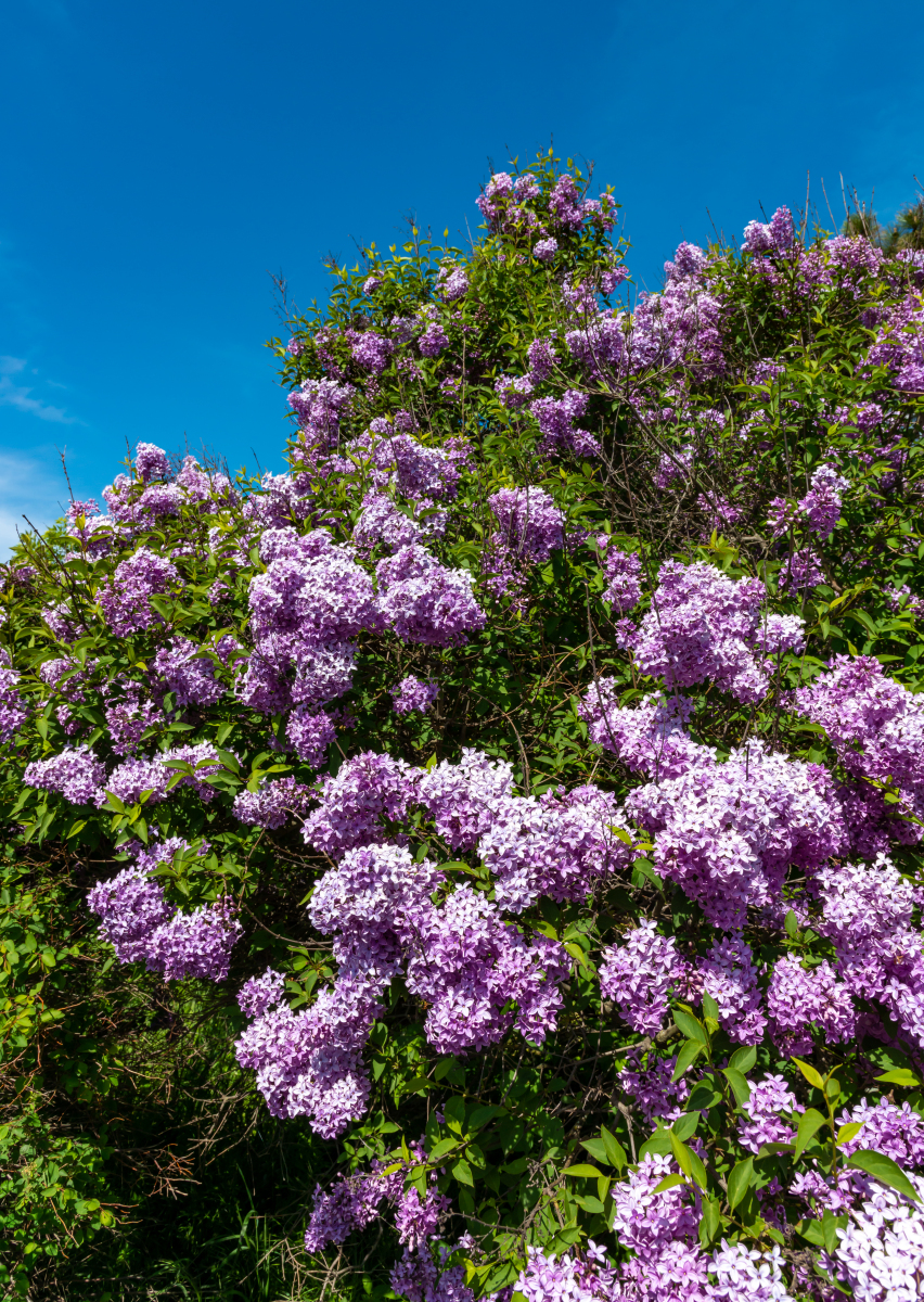 丛生紫丁香2024年1月24日报价-苗木基地丛生紫丁香价格查询