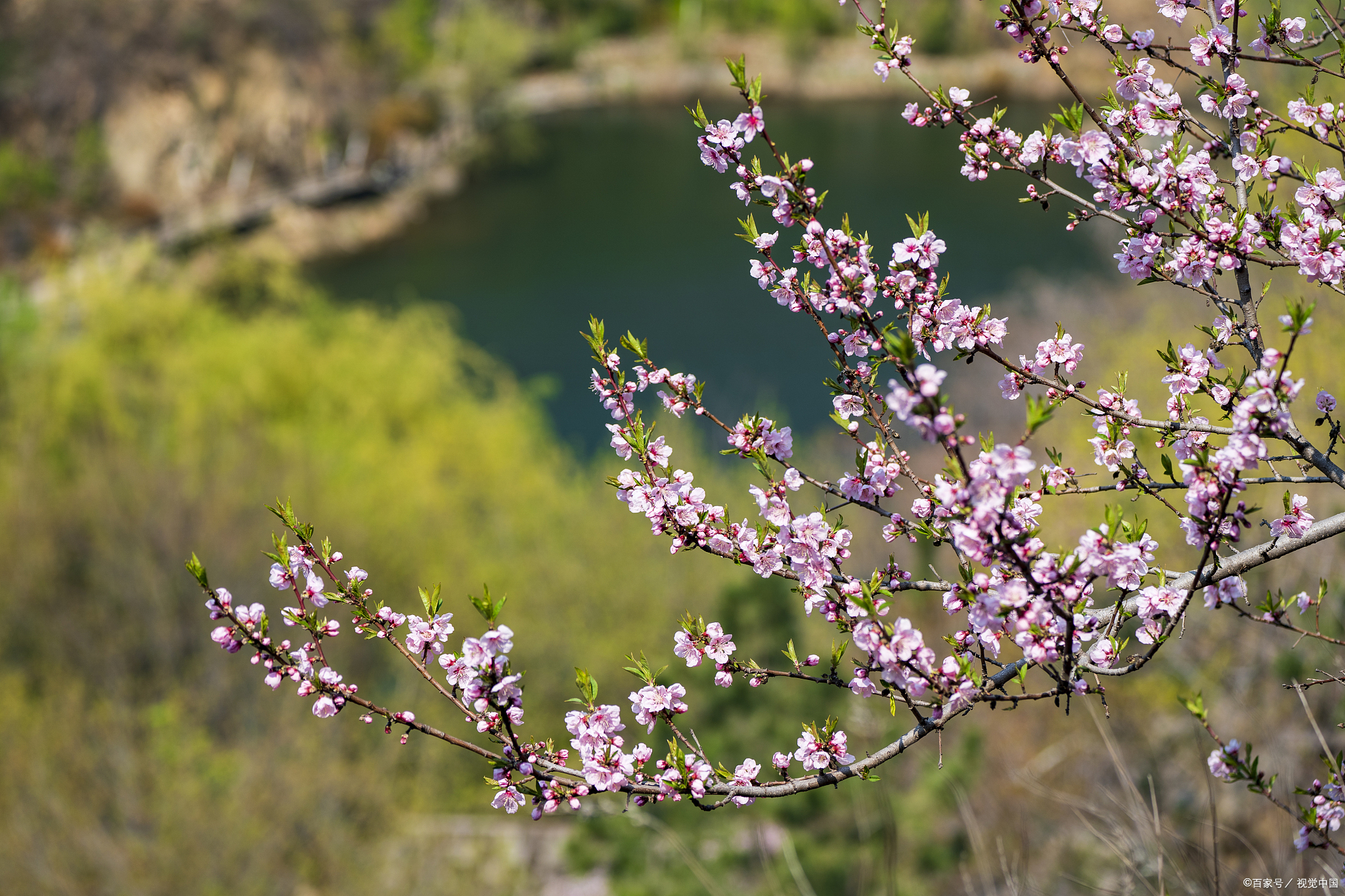 在我的相册里,有一张春日桃花的照片,每次看到它,都能唤醒心底对春天
