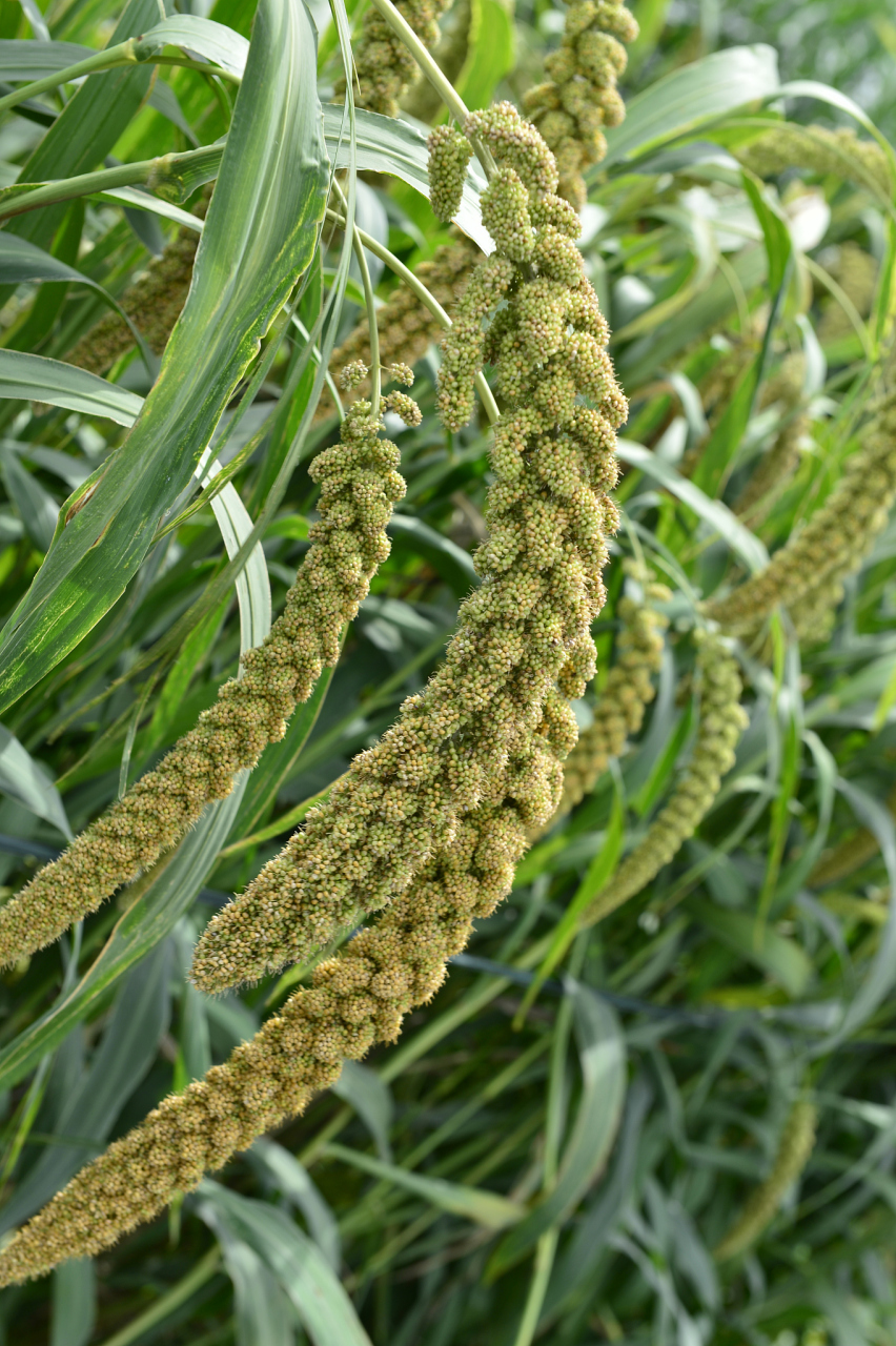 黍子,又称高粱,蜀黍,是一种重要的粮食作物和饲料作物.