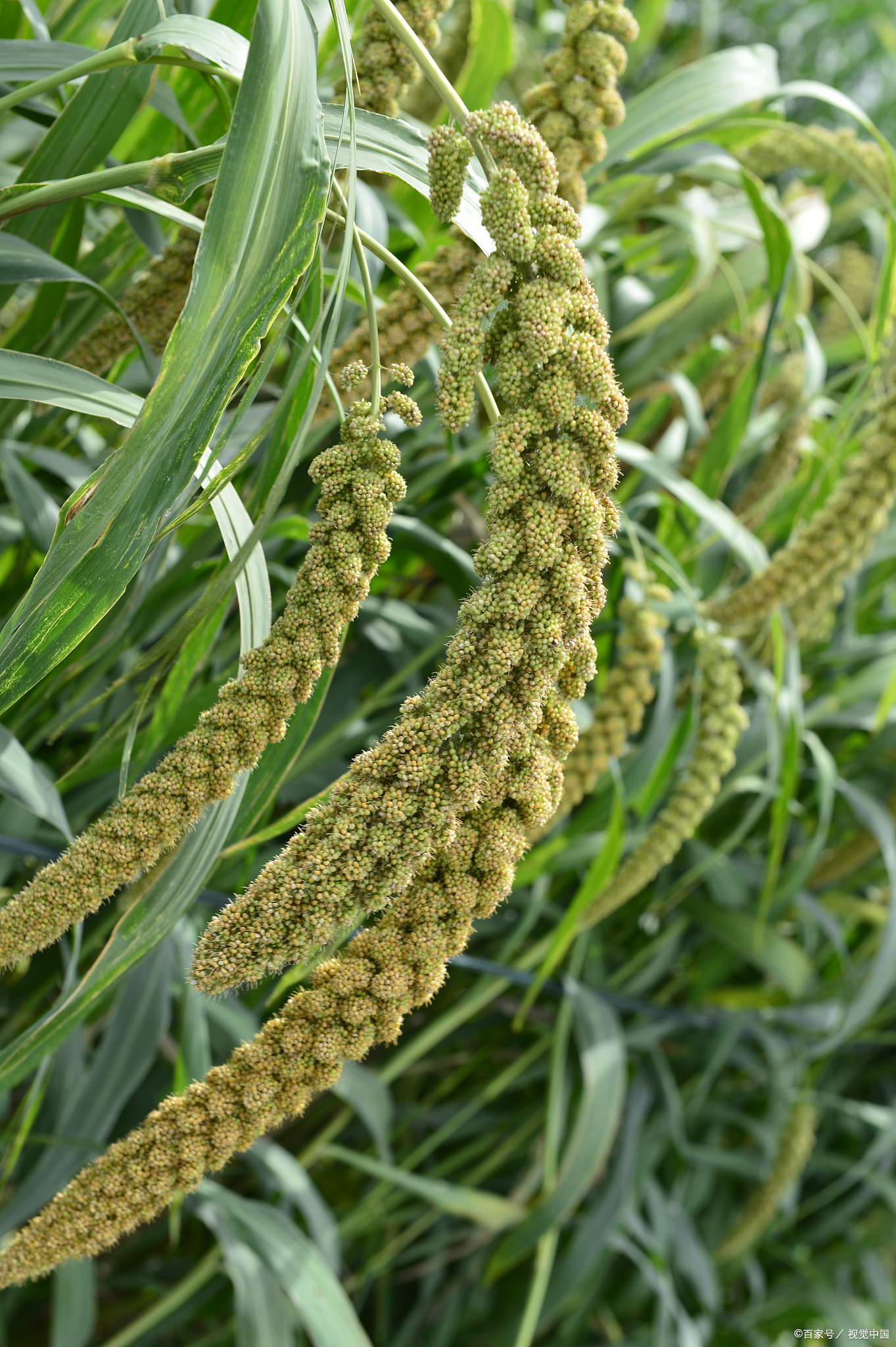 黍子,又称高粱,蜀黍,是一种重要的粮食作物和饲料作物.