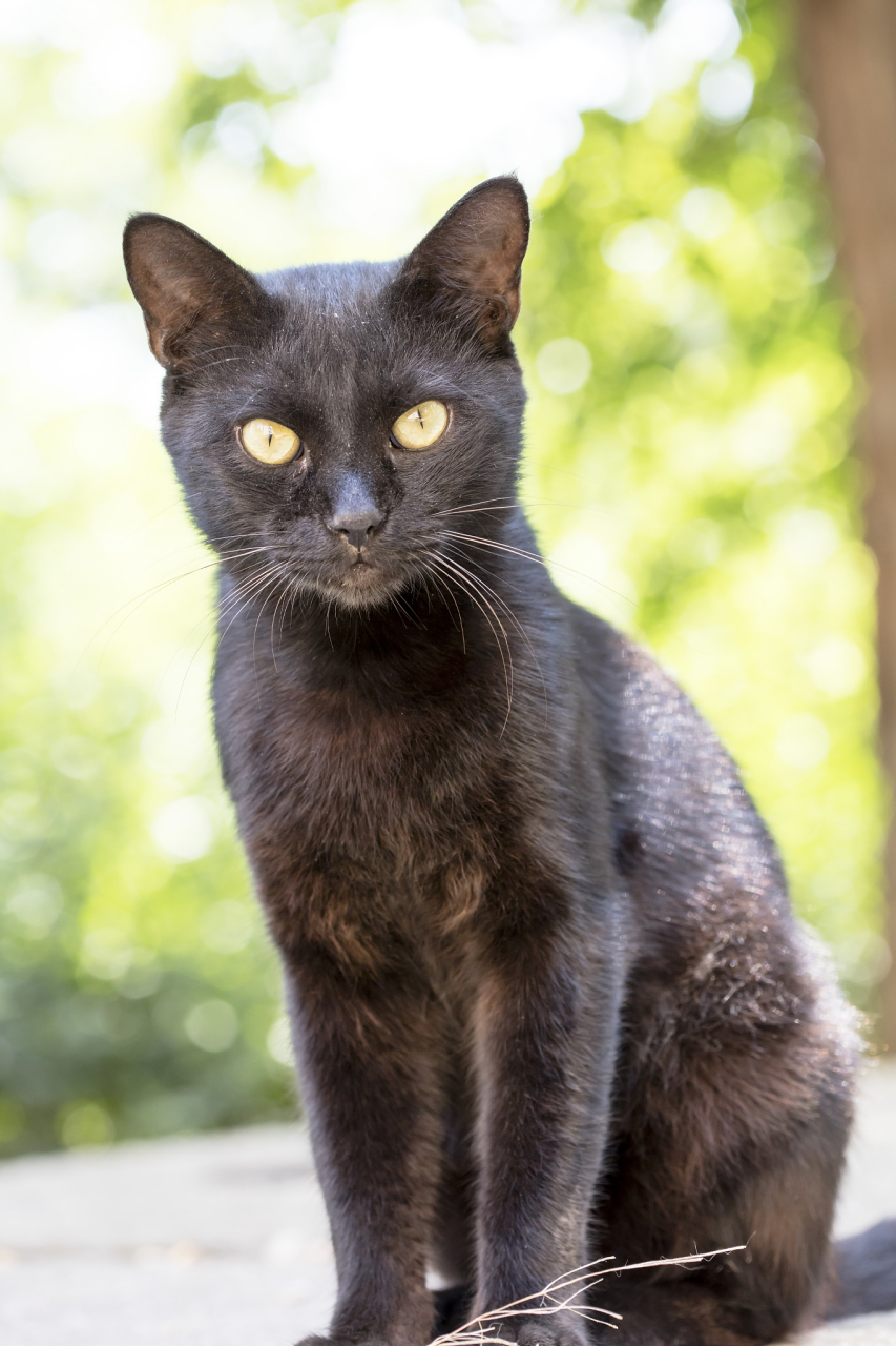 金点猫是孟买猫的一种,以其金色斑点命名.