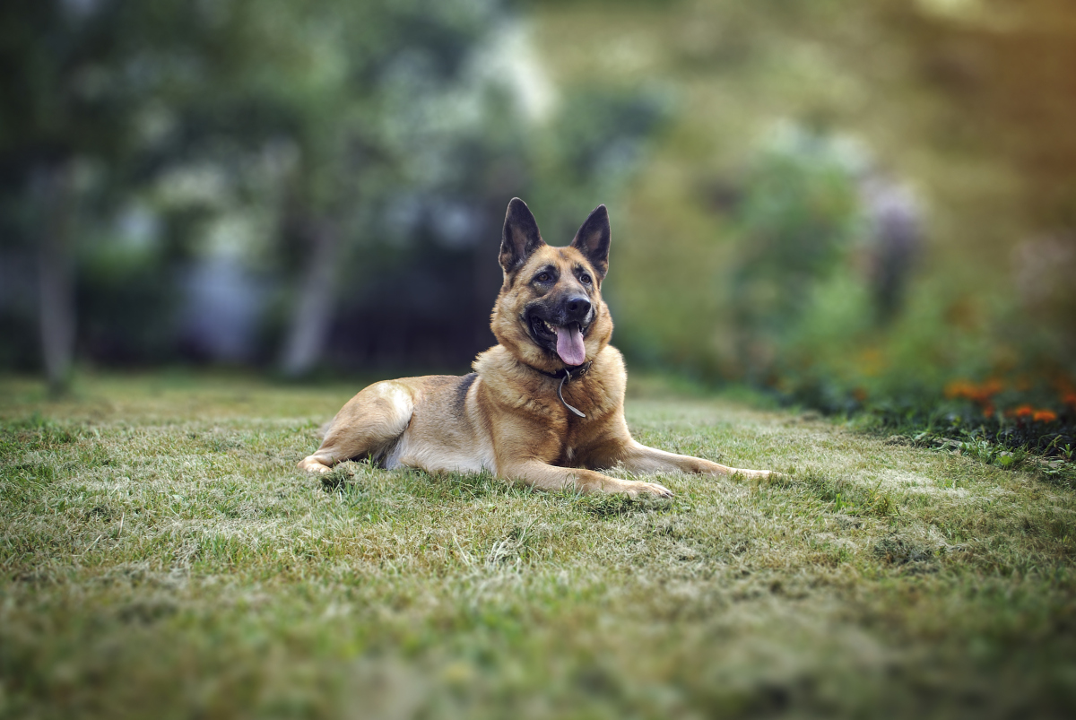 德国牧羊犬与边境牧羊犬的区别