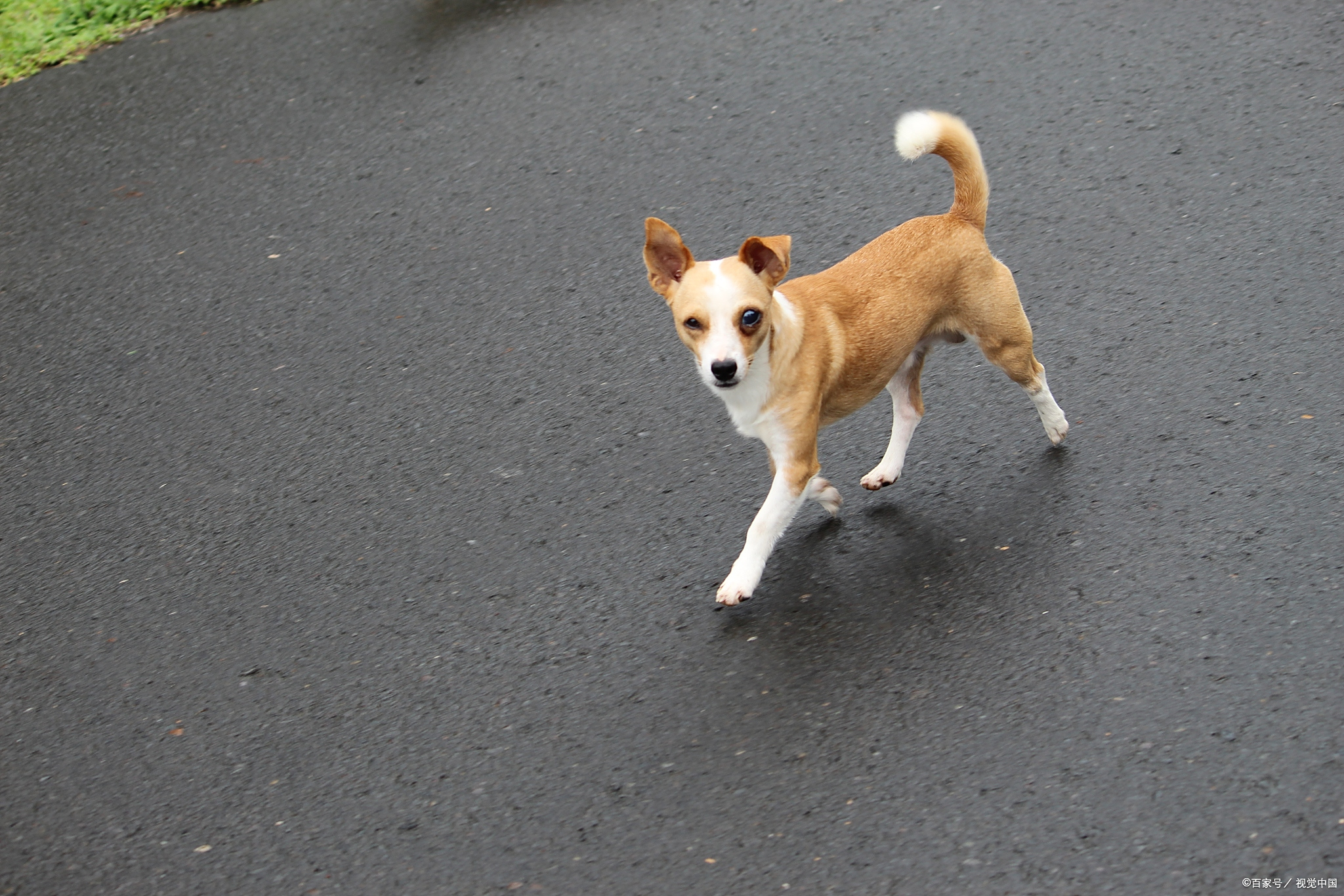 狗为什么摇尾巴?真相解密!