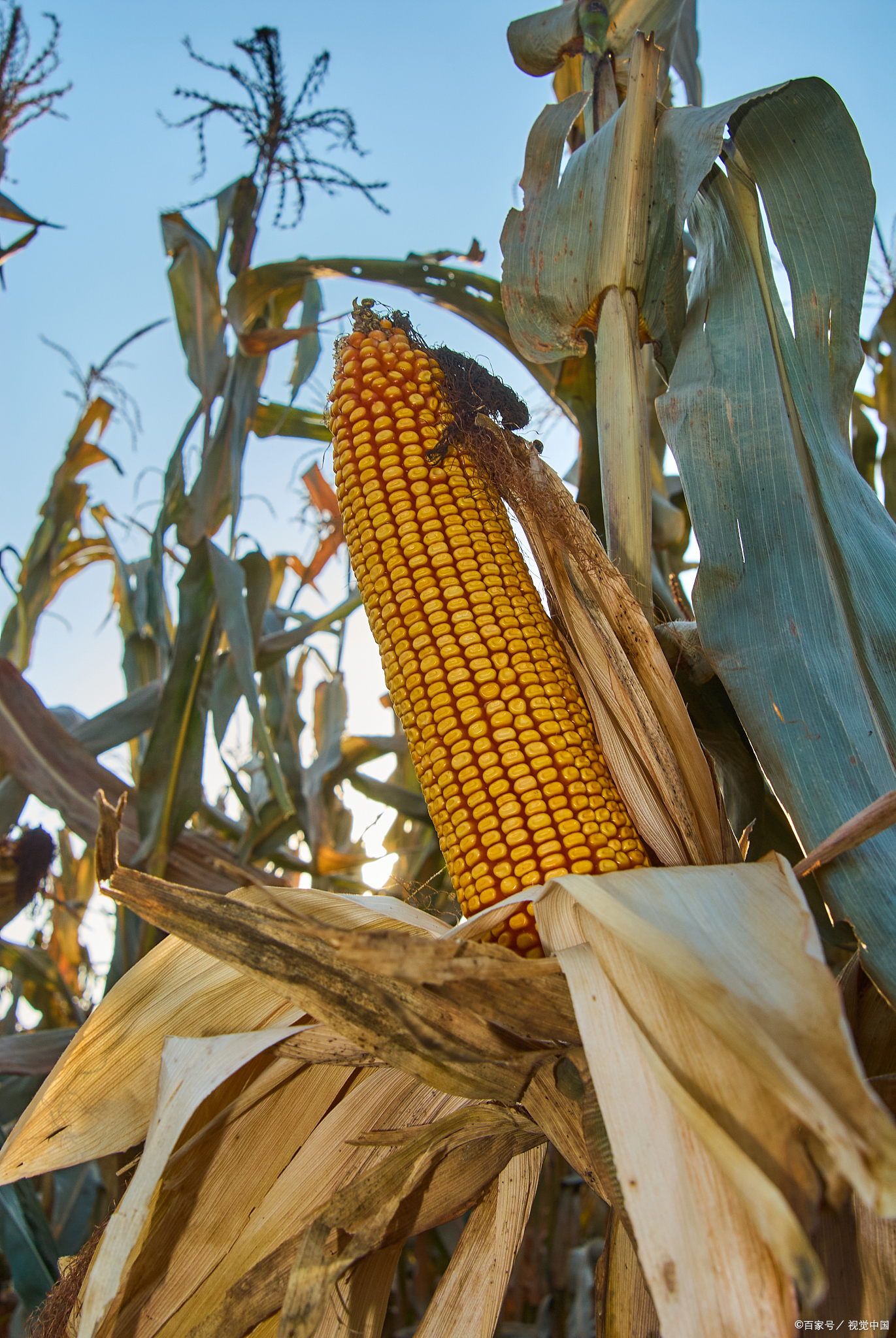 我九岁那年秋天,地里的玉米眼看着熟了,我的母亲和奶奶急的不得了