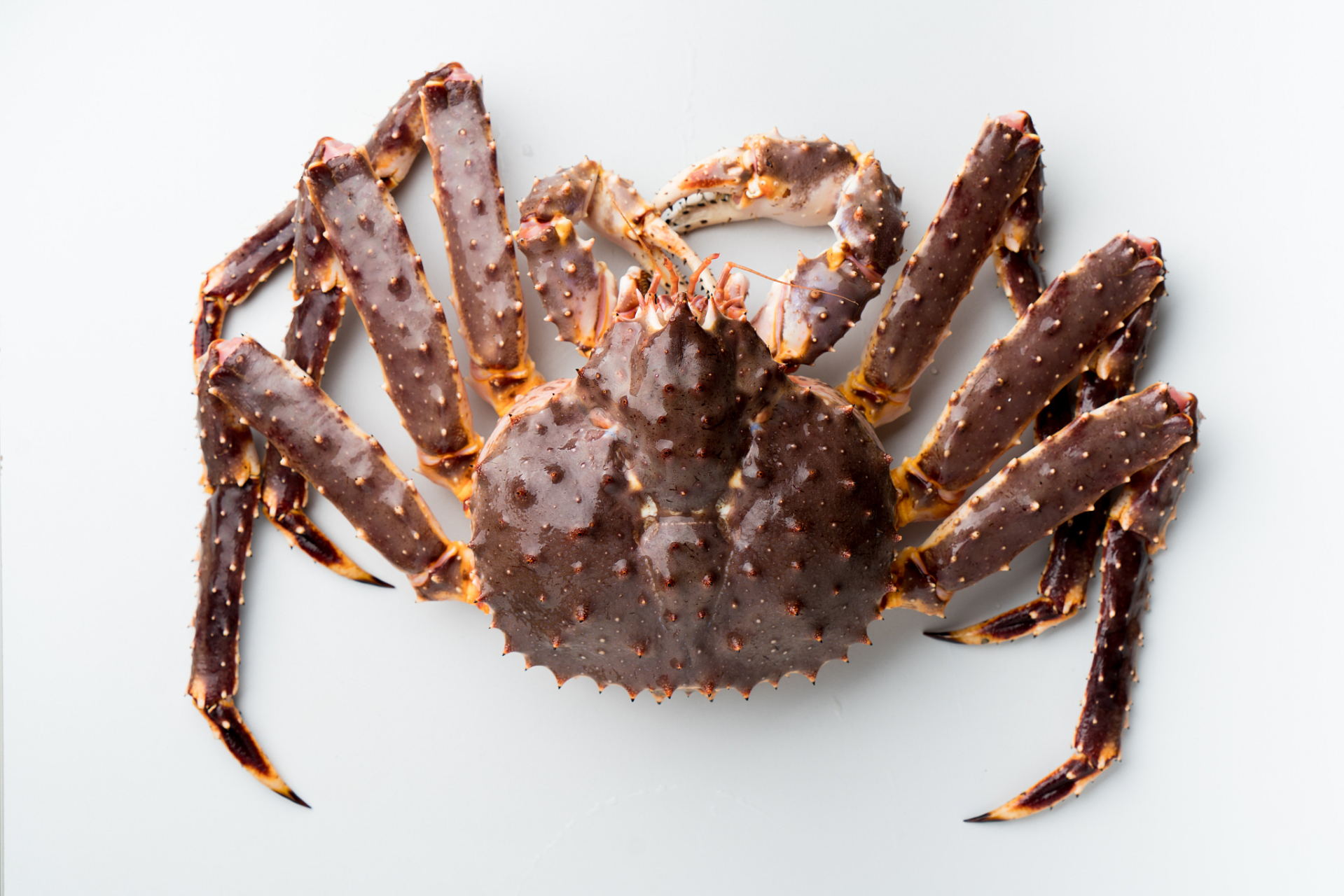 帝王蟹是美食中的佼佼者,选购时选活力强,壳体完整,触感沉重的