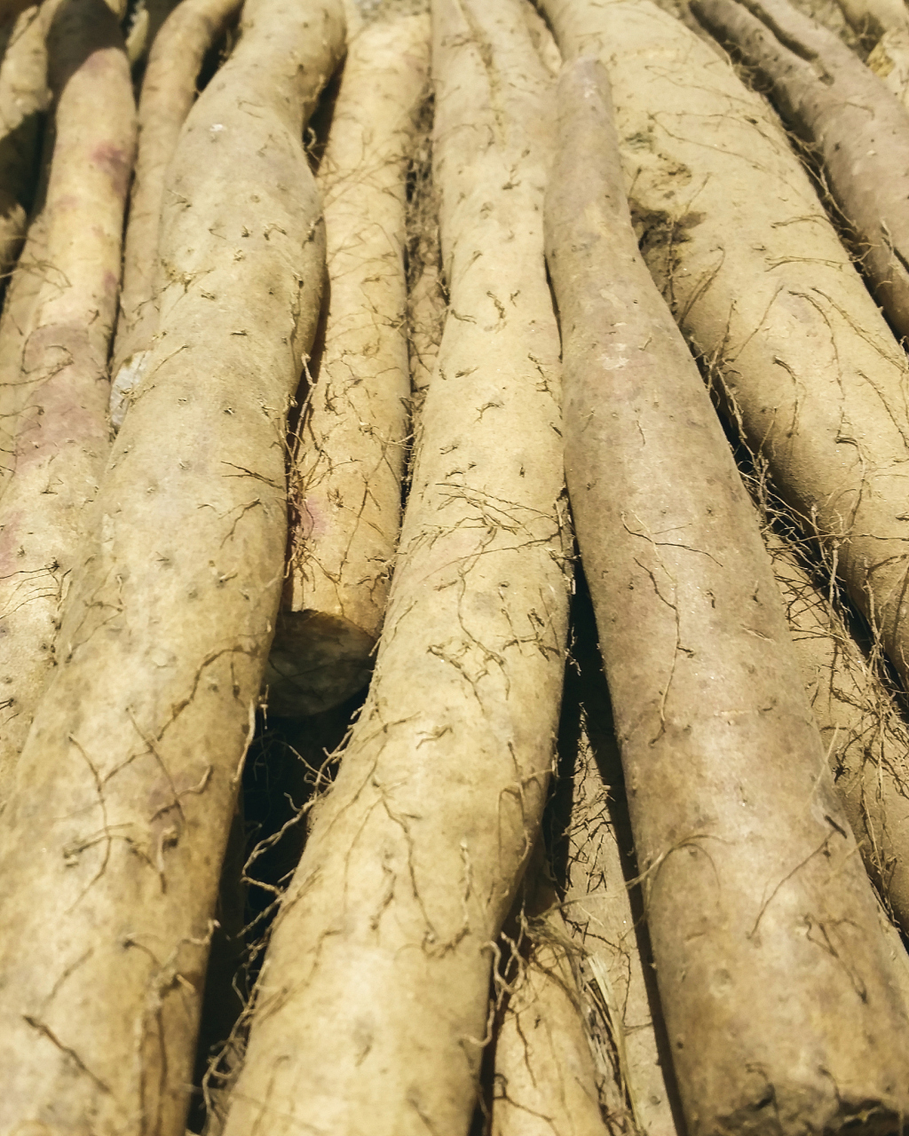 河南新乡产者佳,称淮山.