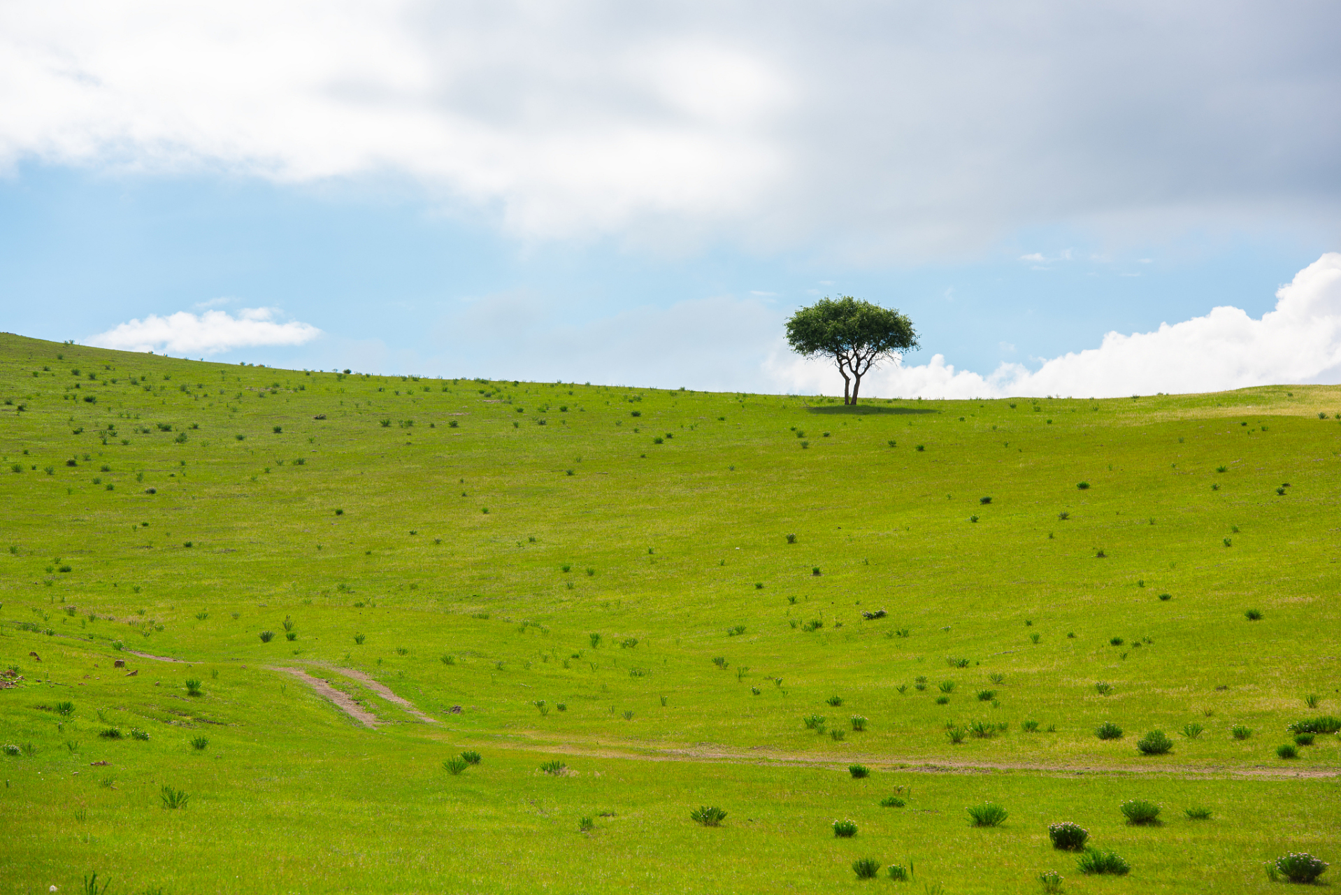 草原是指广袤的未经耕种的草地,是大自然的艺术品,有着丰富的生态系统