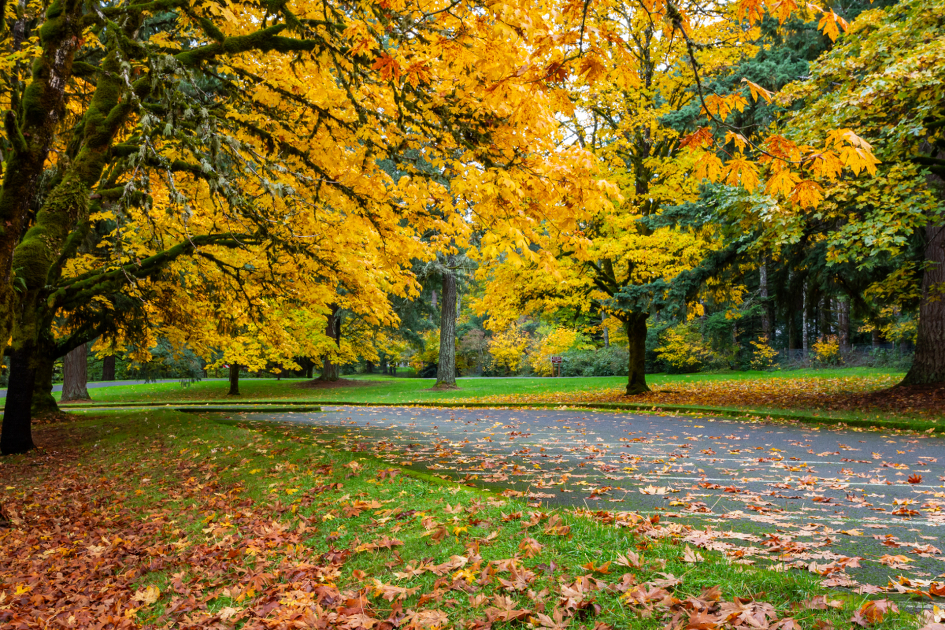 秋天是大自然的魔法师,绘制出金黄阳光,五彩斑斓树叶和清新空气的美景