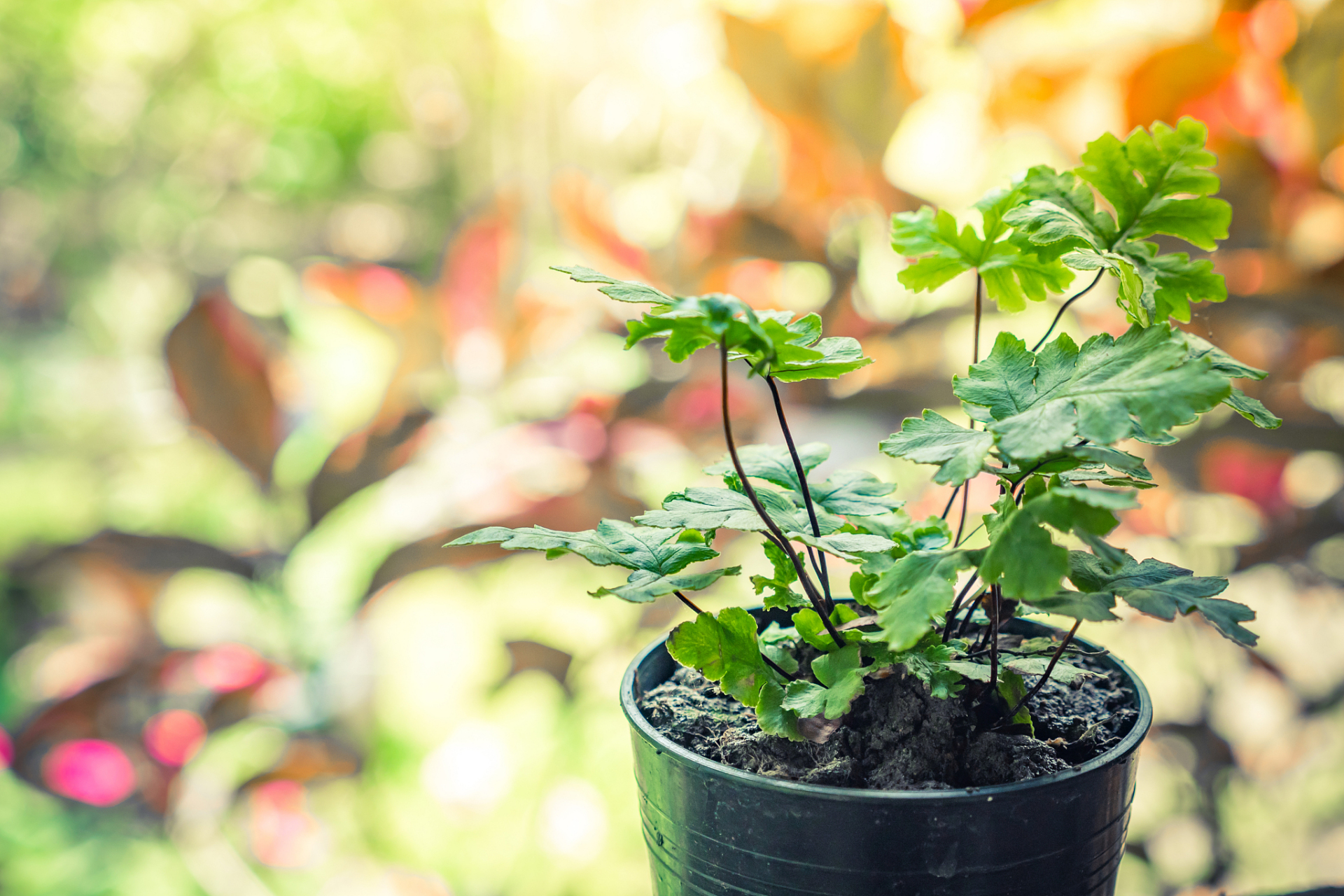 11566 五翅莓盆栽养护的第一步是选择适合的生长环境.