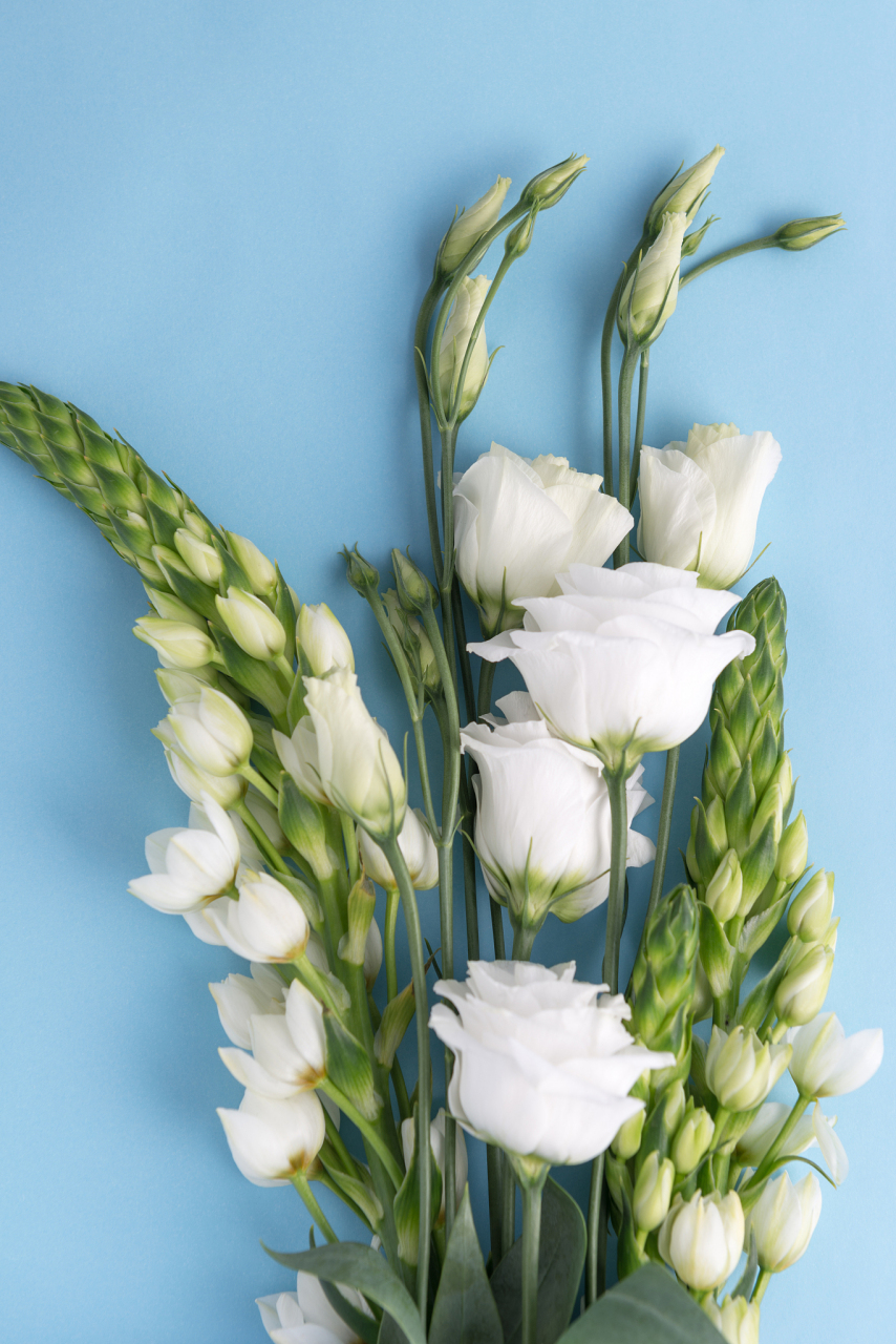 清新淡雅的洋桔梗花# 在这片翠绿的原野中,洋桔梗花犹如一位清械哪