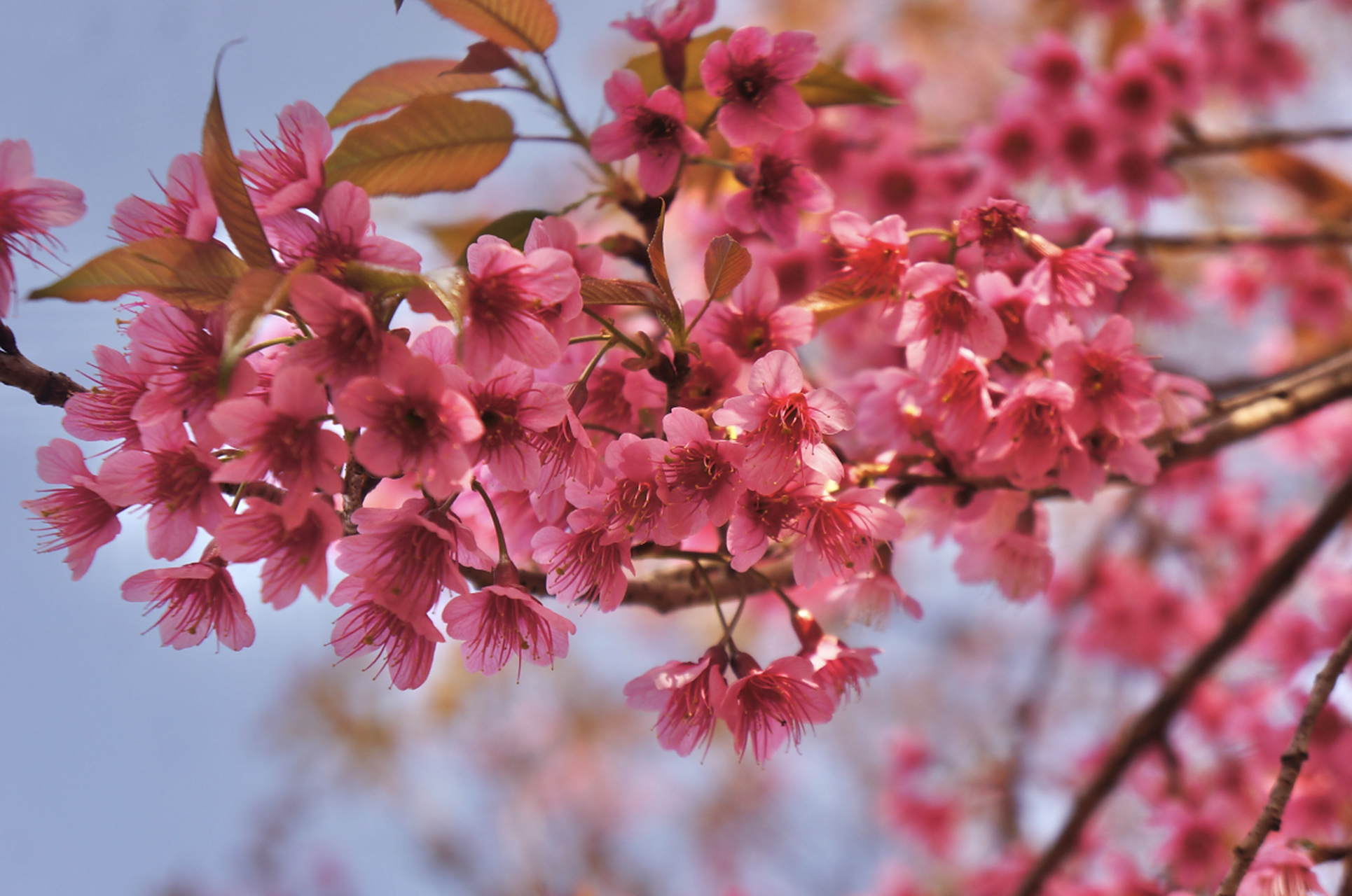郁金樱花是自然界的奇迹,承载着深厚的文化内涵.