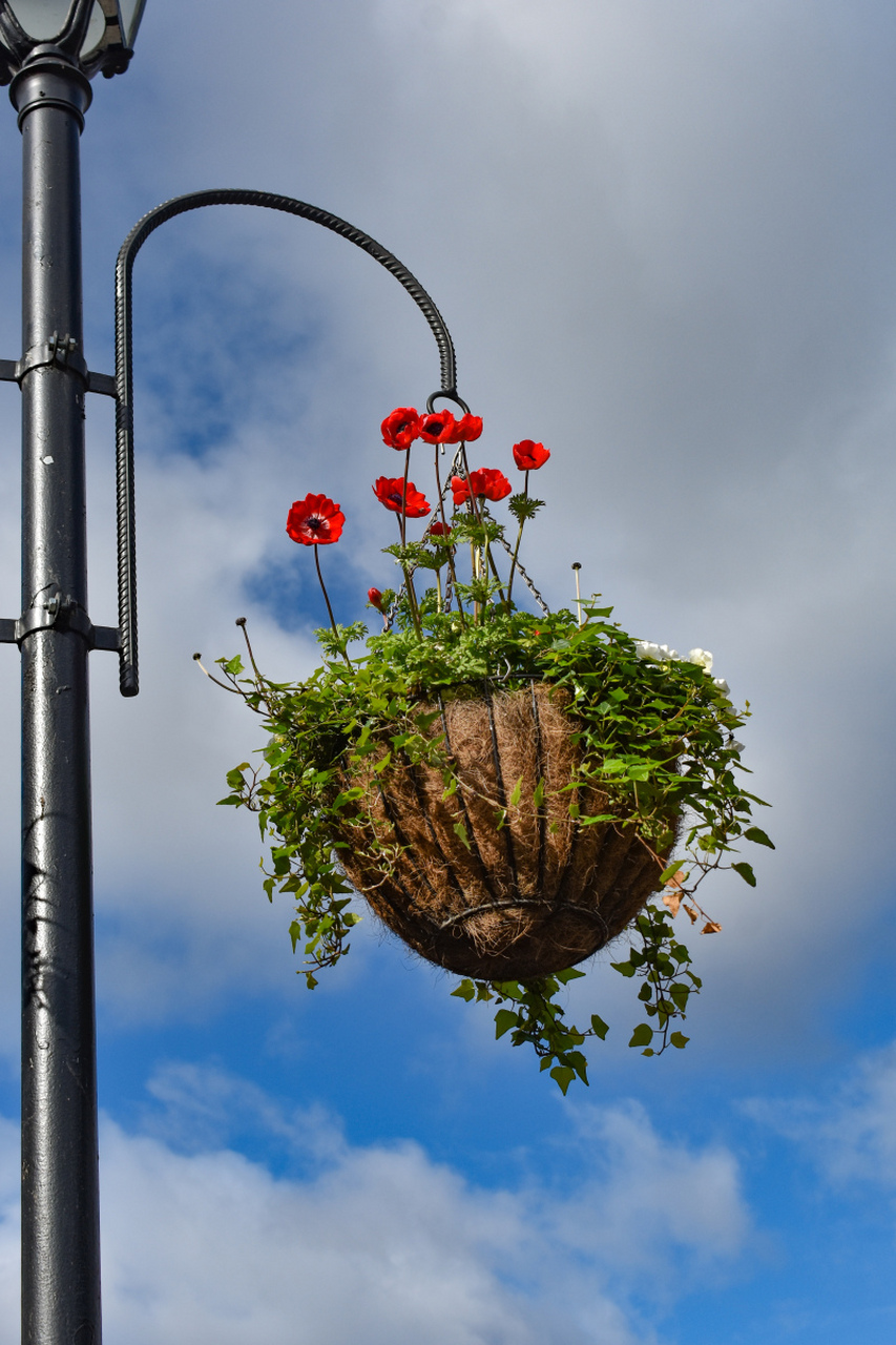想养出迷人的吊篮花吗?只需注意光照,土壤和保湿,定期施肥.