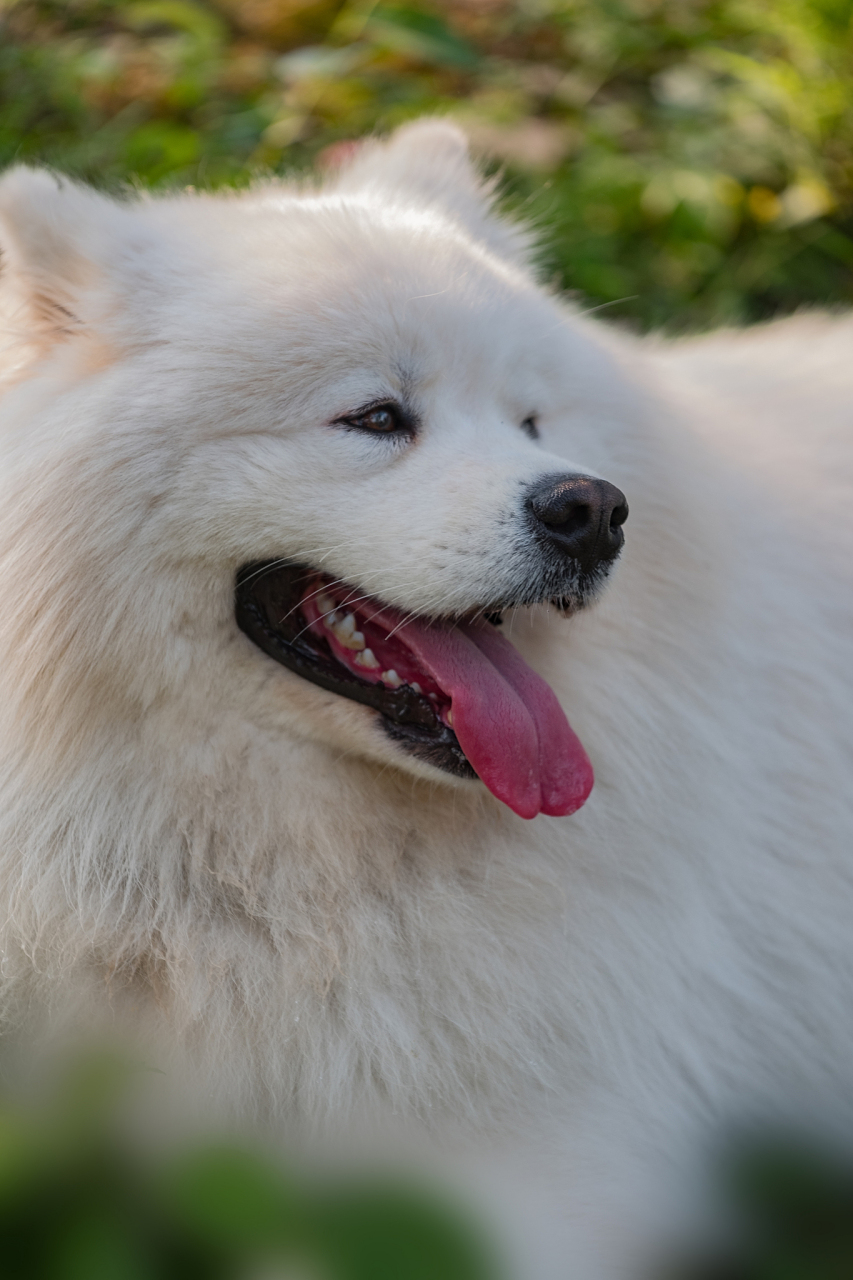 养萨摩耶犬,选公还是母?这全看你的喜好和养狗目的啦!