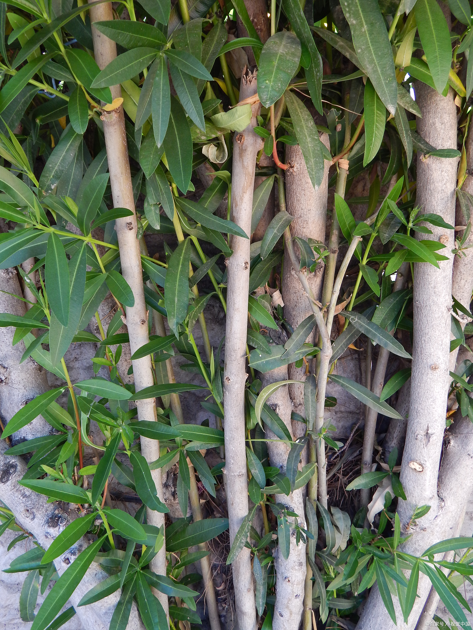 杜仲:古老本草植物的独特风姿