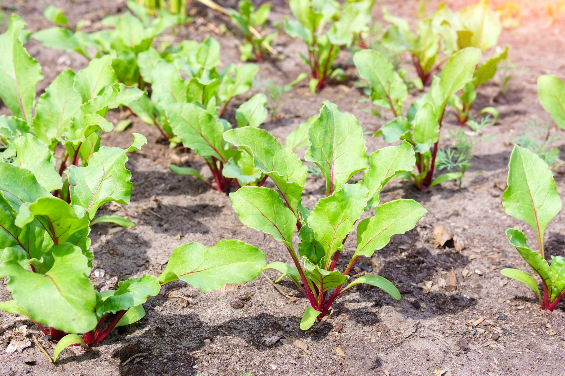萝卜苗的作用	 萝卜苗生性寒凉,具有止咳健胃的多重作用.具体功能如下