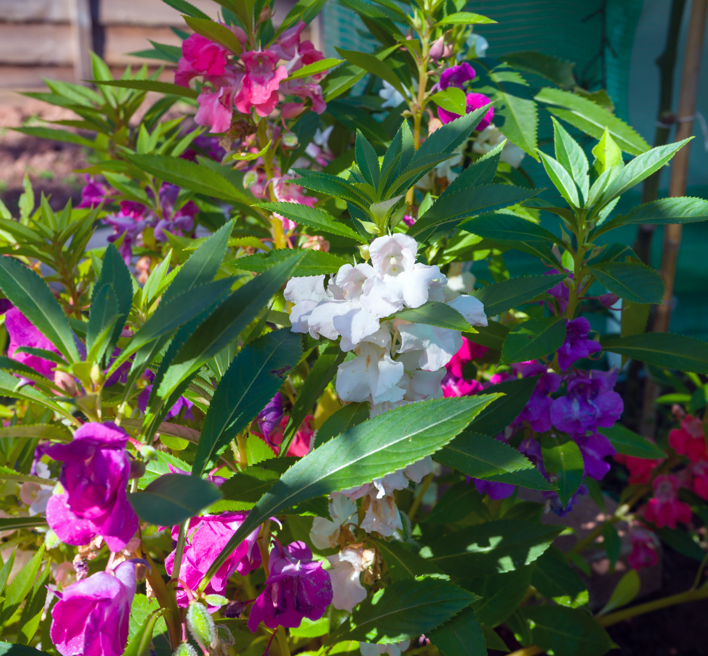 凤仙花的颜色十分丰富,包括红,粉,黄,白等多种颜色,极具观赏价值.