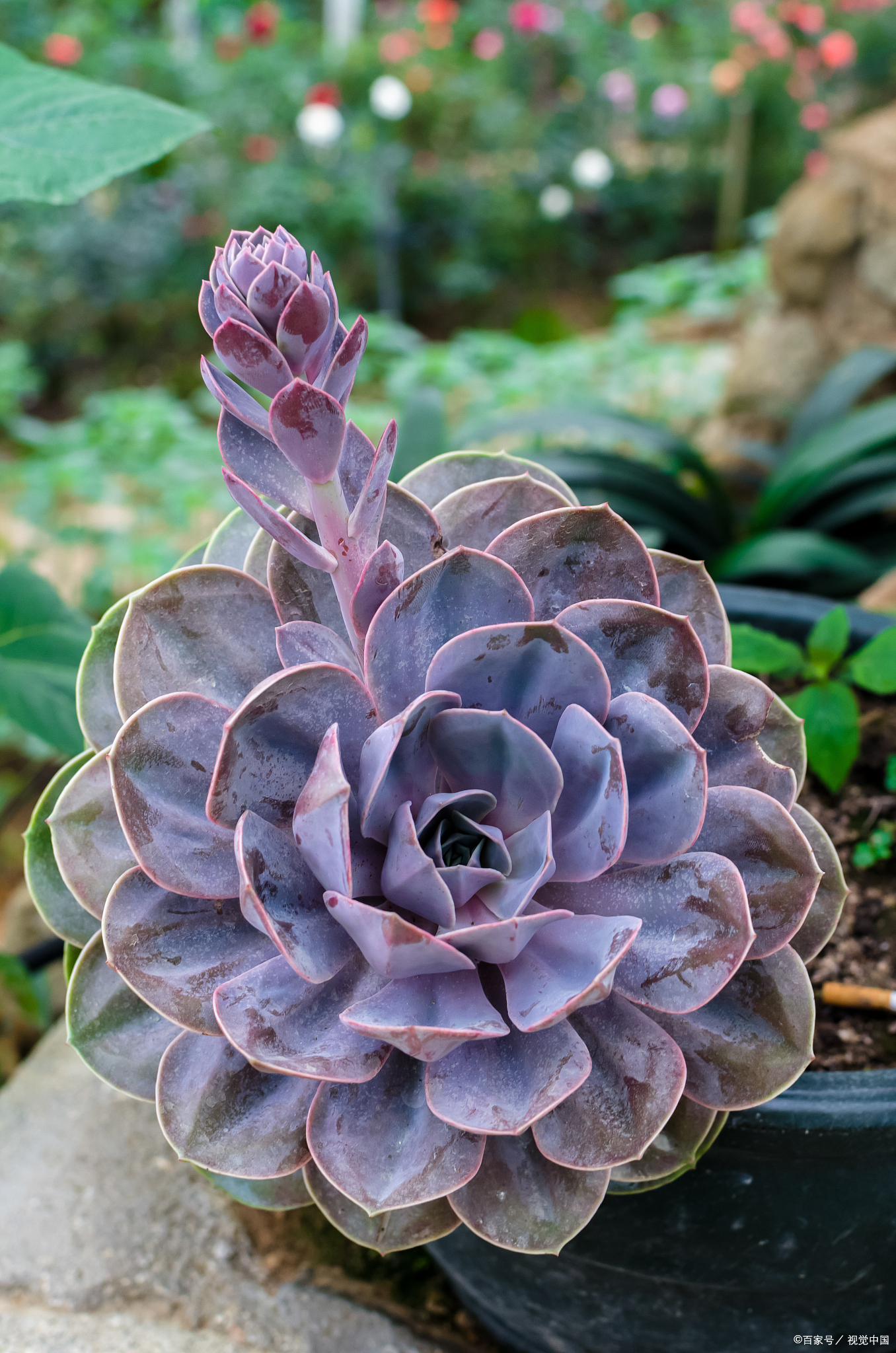 紫蝶多肉的养殖方法和注意事项,冬天需要怎么养护