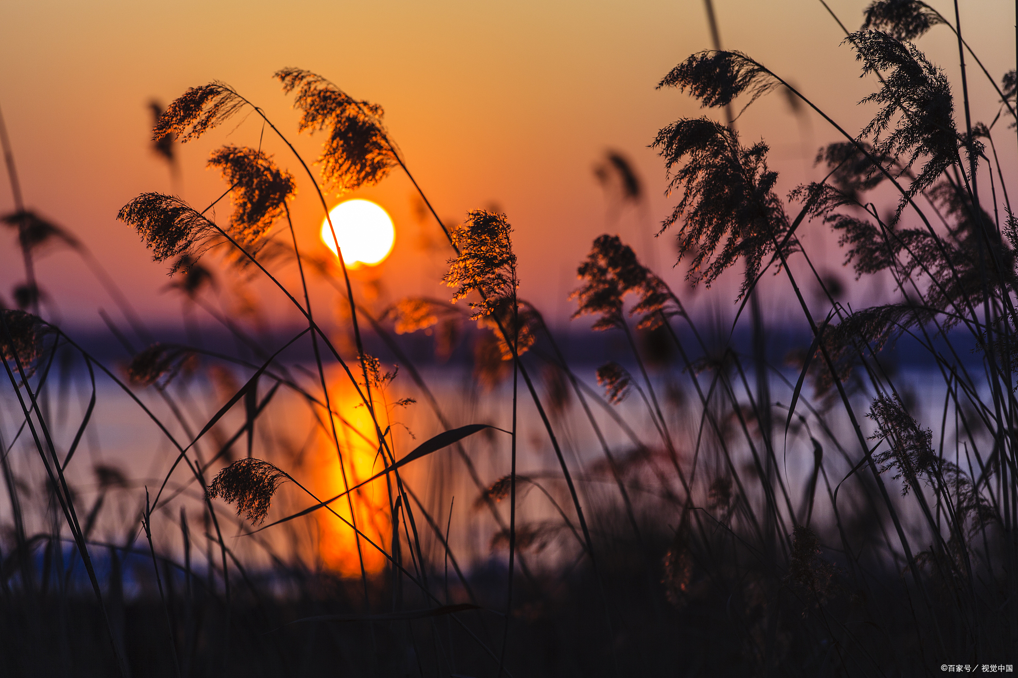 蒹葭苍苍,芦花白了头,思念入了荒,转身便是凄美