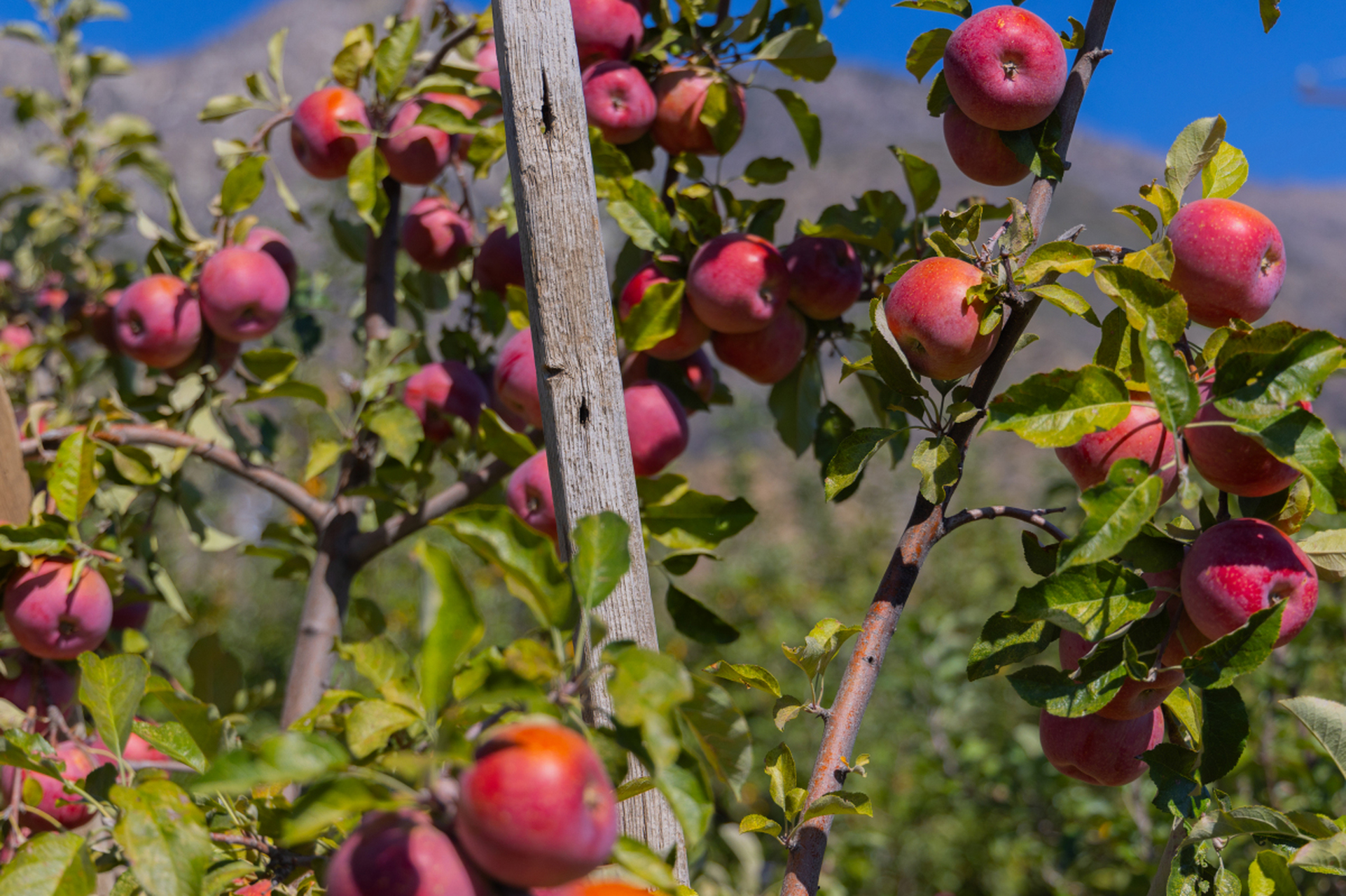 苹果树产量不均?别担心!揭秘大小年背后的营养失衡真相