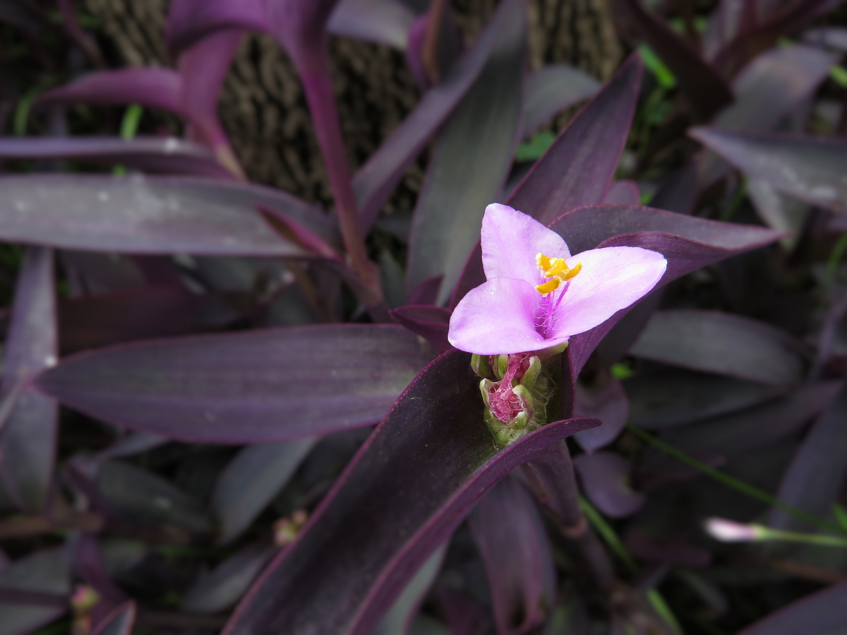 9种"阴性花",客厅一放"长势极旺",净化空气还造氧!