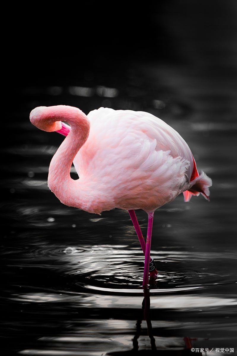 嘿小伙伴们,今天我得跟大家聊聊一个既粉红又神秘的话题——火烈鸟