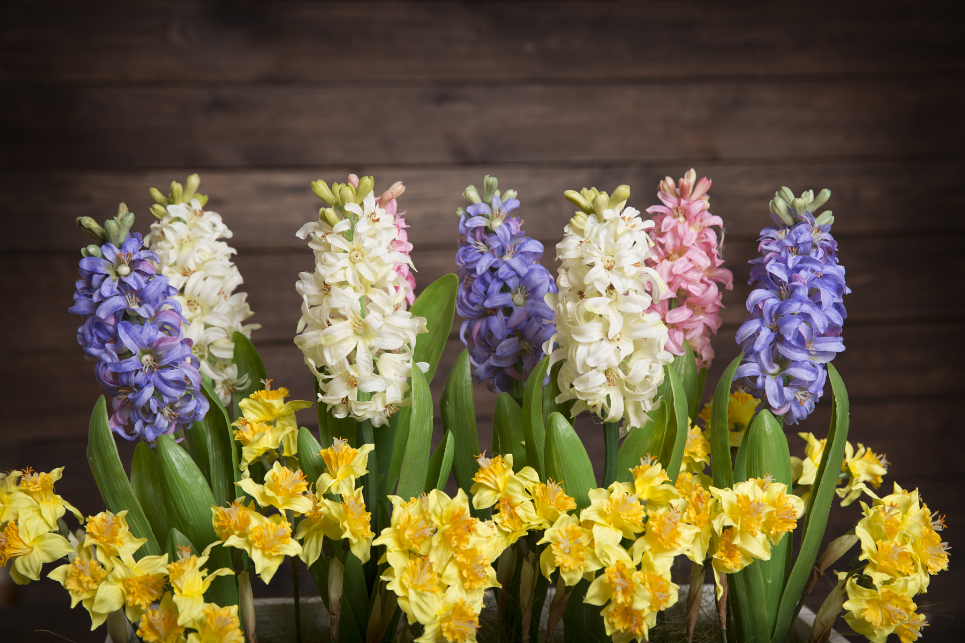 作文素材积累:坚韧的品质,执着的信念——风信子花语  风信子,这个