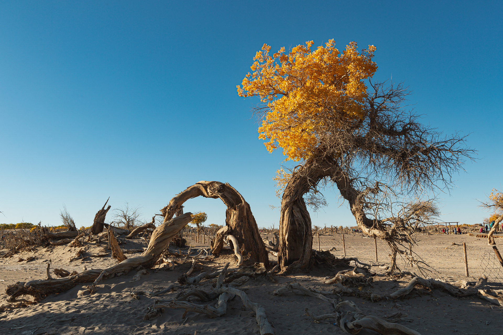 世界上最古老,面积最大,保存最完整,最原始的胡杨林保护区,你听说过吗