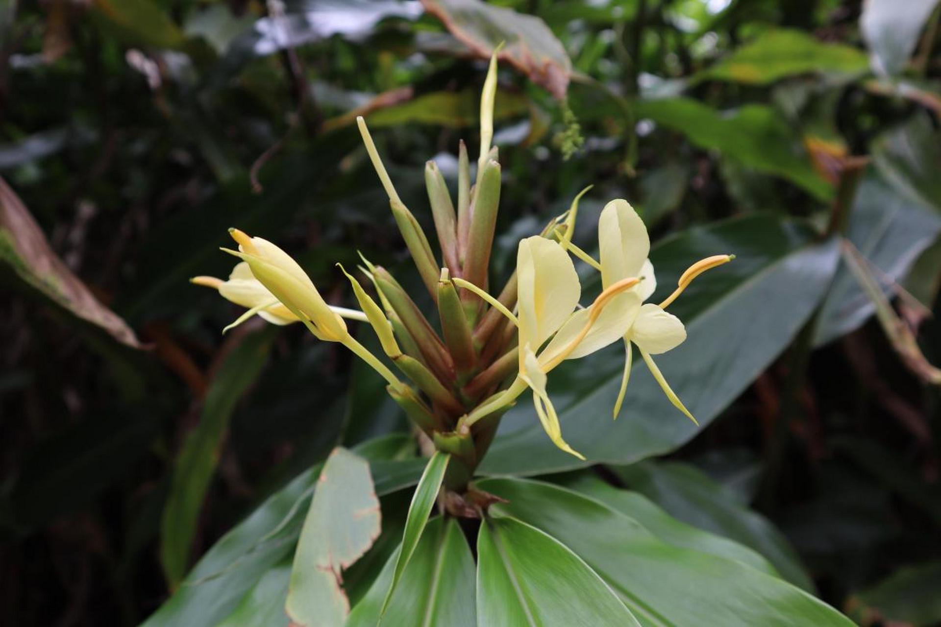 木质藤本植物大全图片