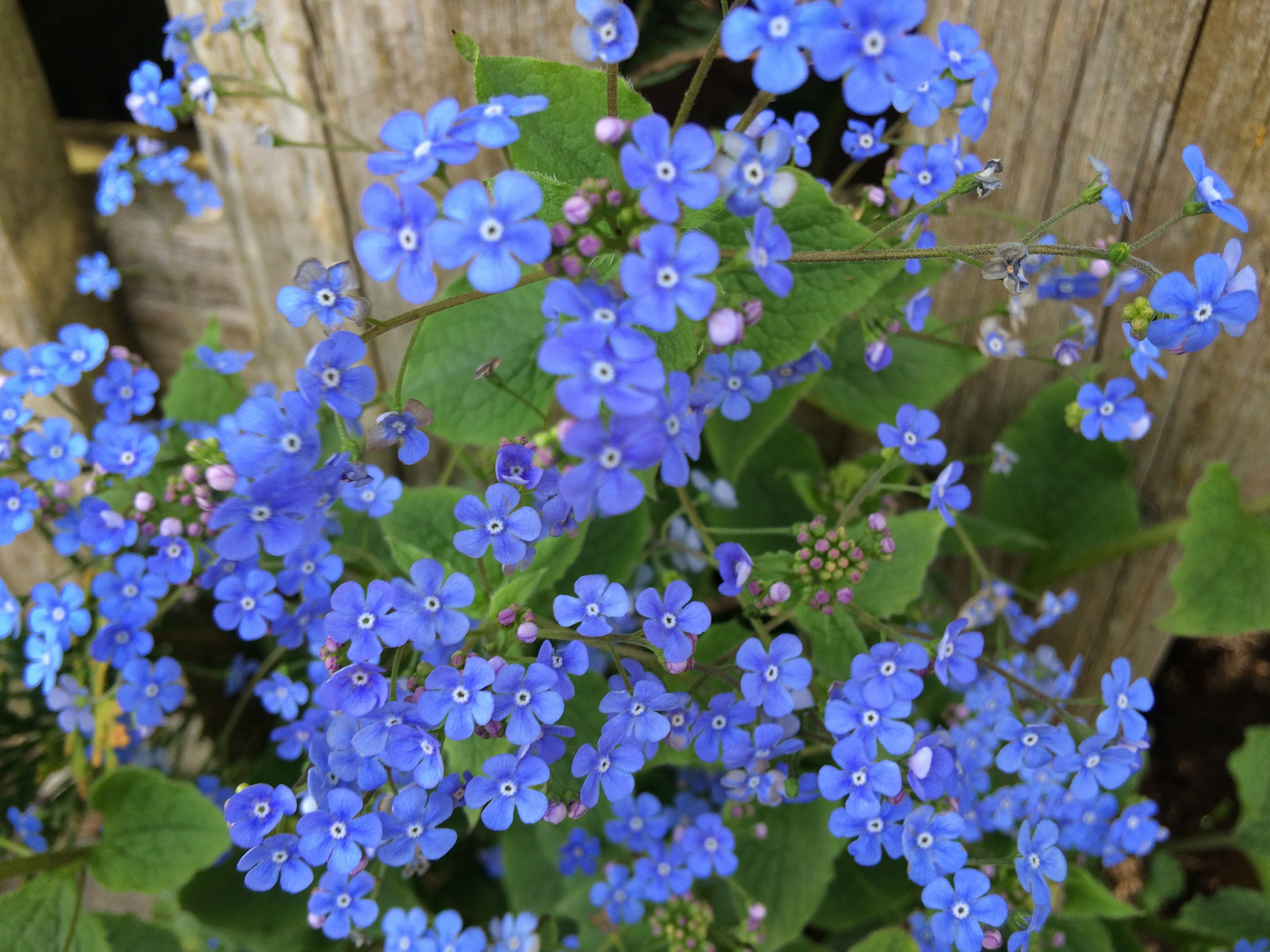 自然界中有许多种类的蓝色花朵,以下是赵老师整理出7种花卉,供大家