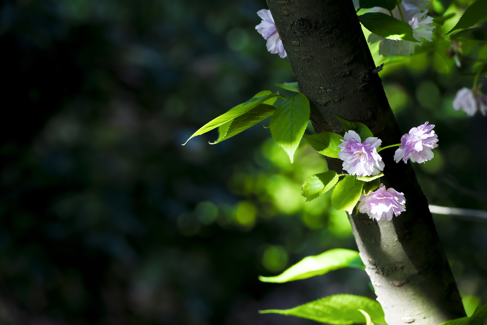 桃花的叶片宛如细腻的翡翠雕琢而成,每一片都像是大自然精心裁剪的碧
