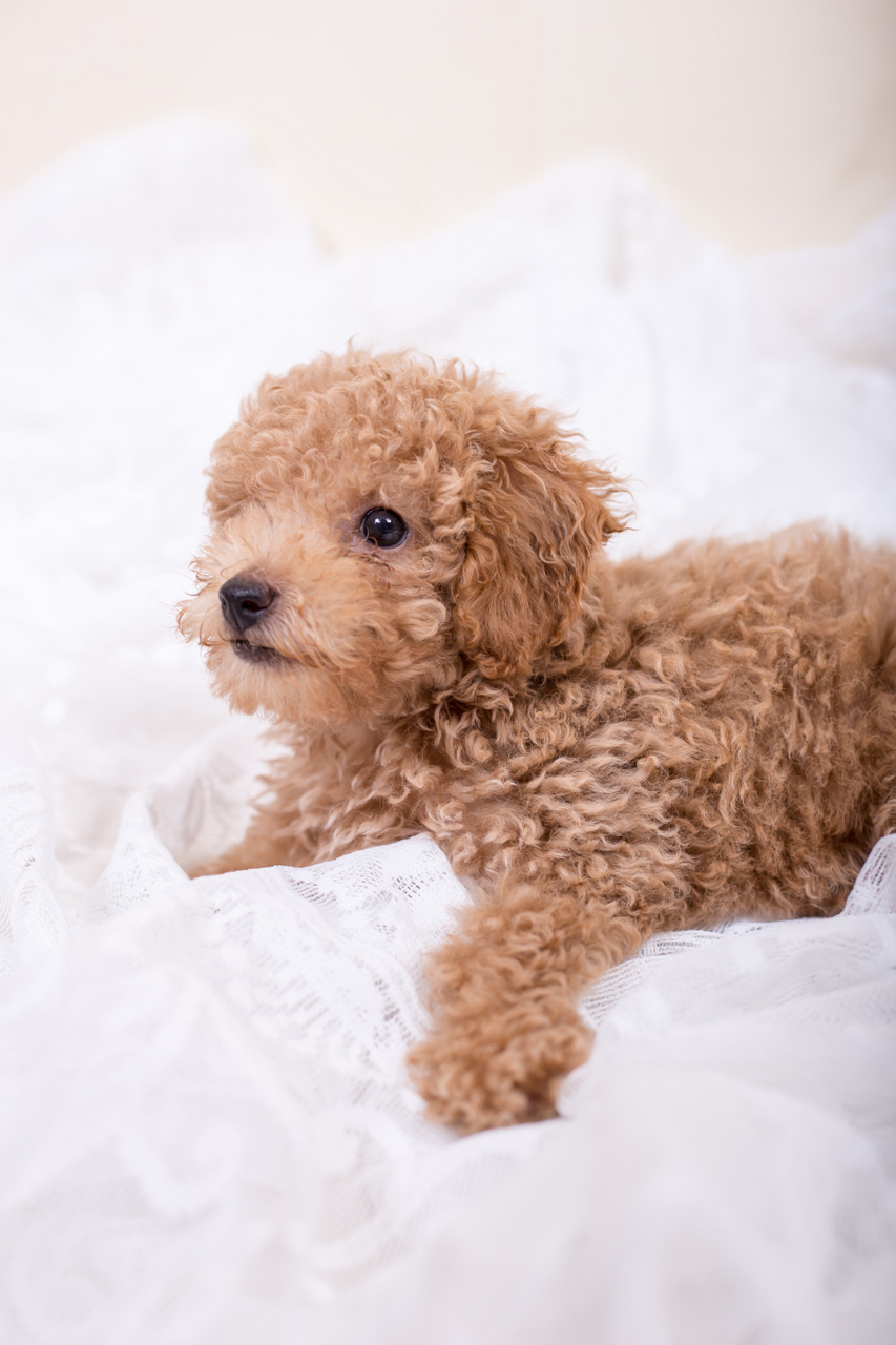 泰迪犬通常在出生后几天内进行尾巴断尾手术,愈合时间因个体差异和