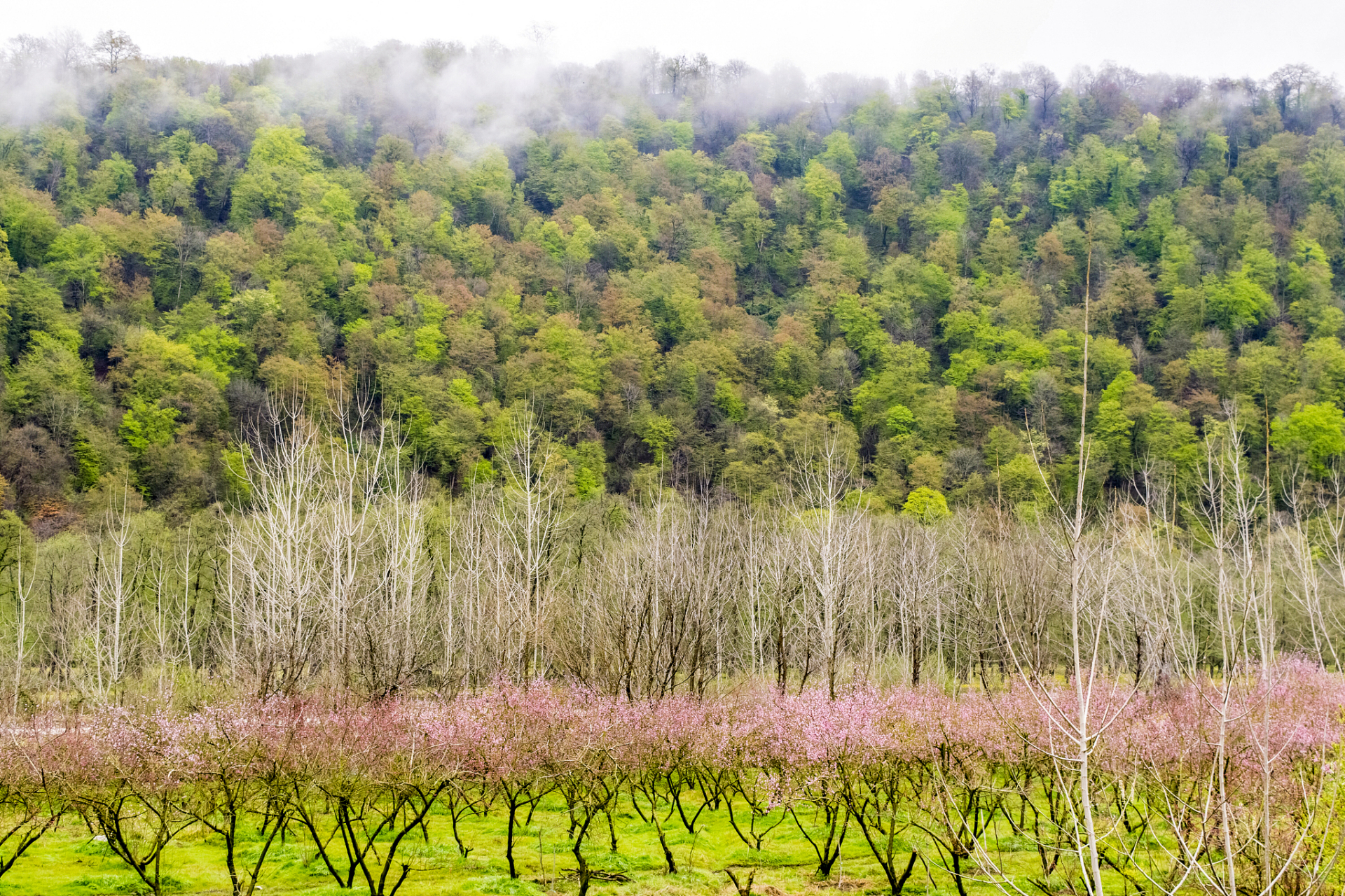 特别是梨树县,当万亩果园里的梨花盛开时,仿佛整个世界都被柔和的白色