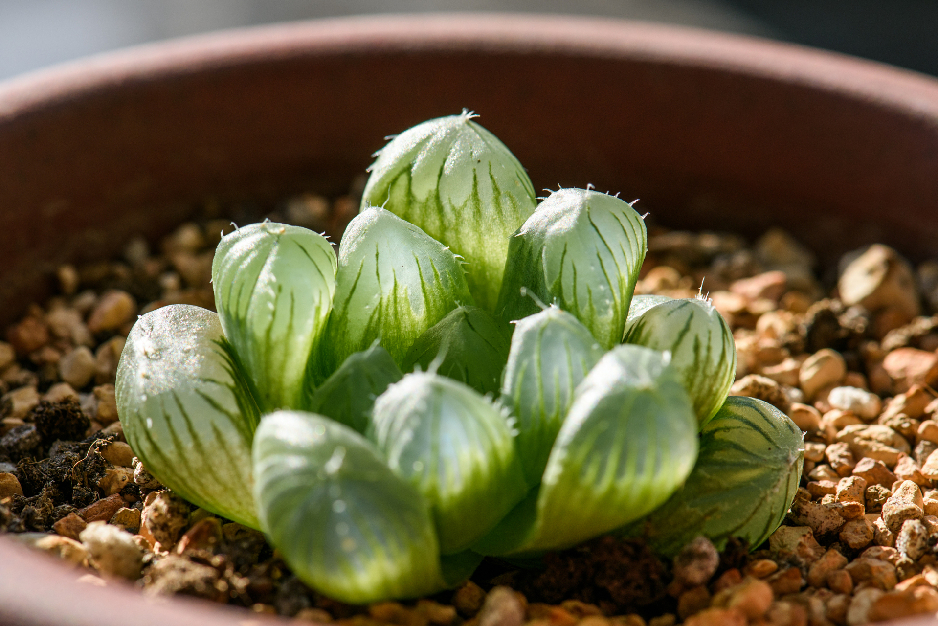 每日认识一株多肉——玉露 [鲜花] [鲜花]金风玉露一相逢,便胜却人间