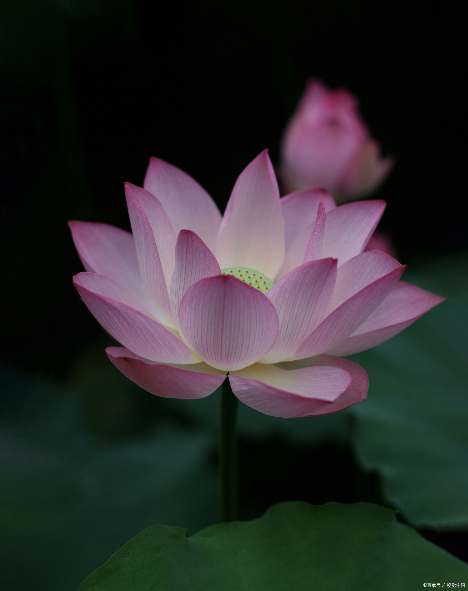 用手机拍摄创意荷花照片的9个小技巧!