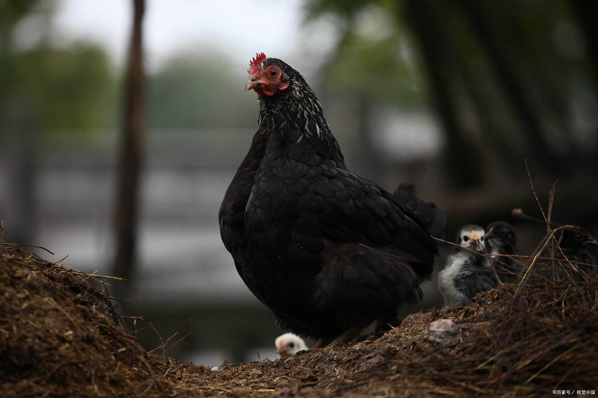 乌鸡肉为什么不建议吃为什么在线 乌鸡肉为什么不建议吃为什么在线