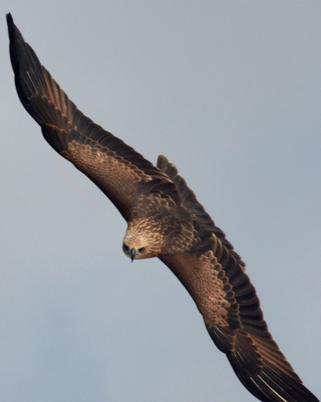 鹰,鸟类中的顶级捕食者之一,以其空中的飞翔技艺和无与伦比的捕猎技能