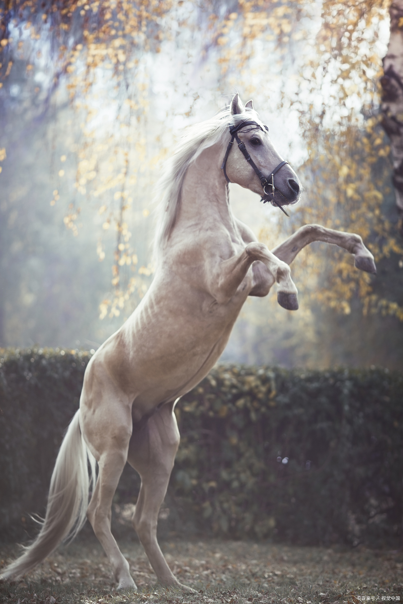 不羁的灵魂与力量的象征