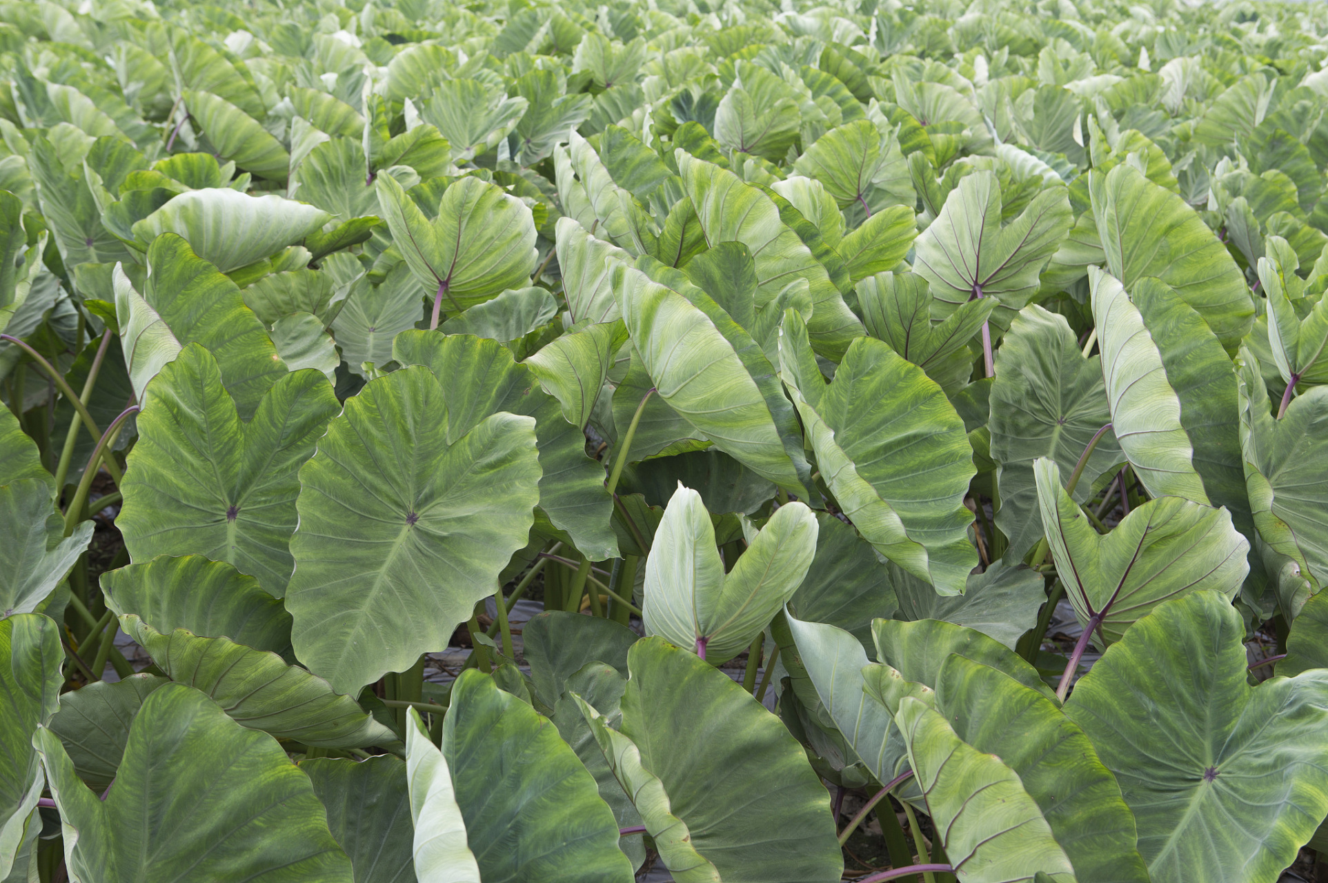 芋头什么时候种  芋头是一种热带植物,其种植时间主要取决于当地的