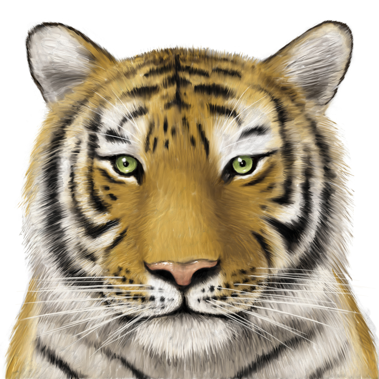 老虎的画像 一只图片