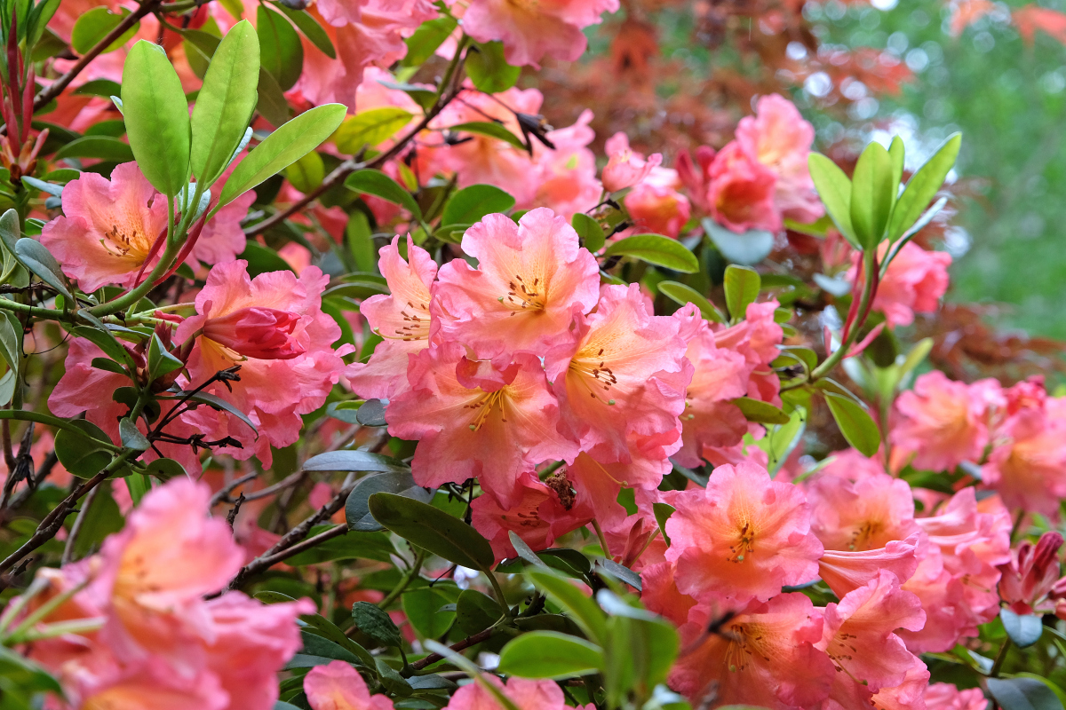 走进公园,一眼望去,满山杜鹃花唯美山杜鹃花横图杜鹃花的图片映山红