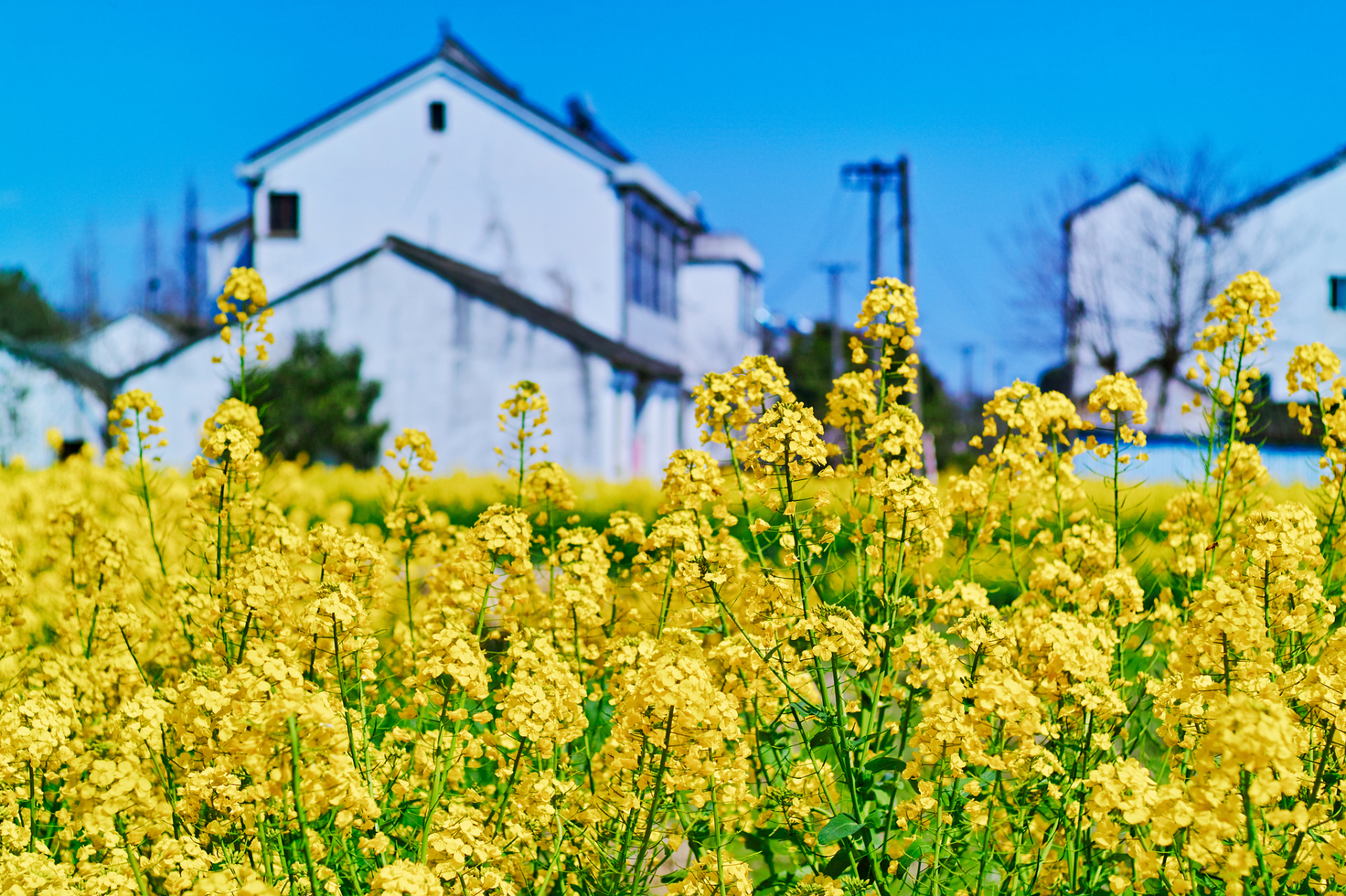 本文介绍了奉化的三个油菜花观赏胜地,包括溪口新建村,雪窦山和"宁波