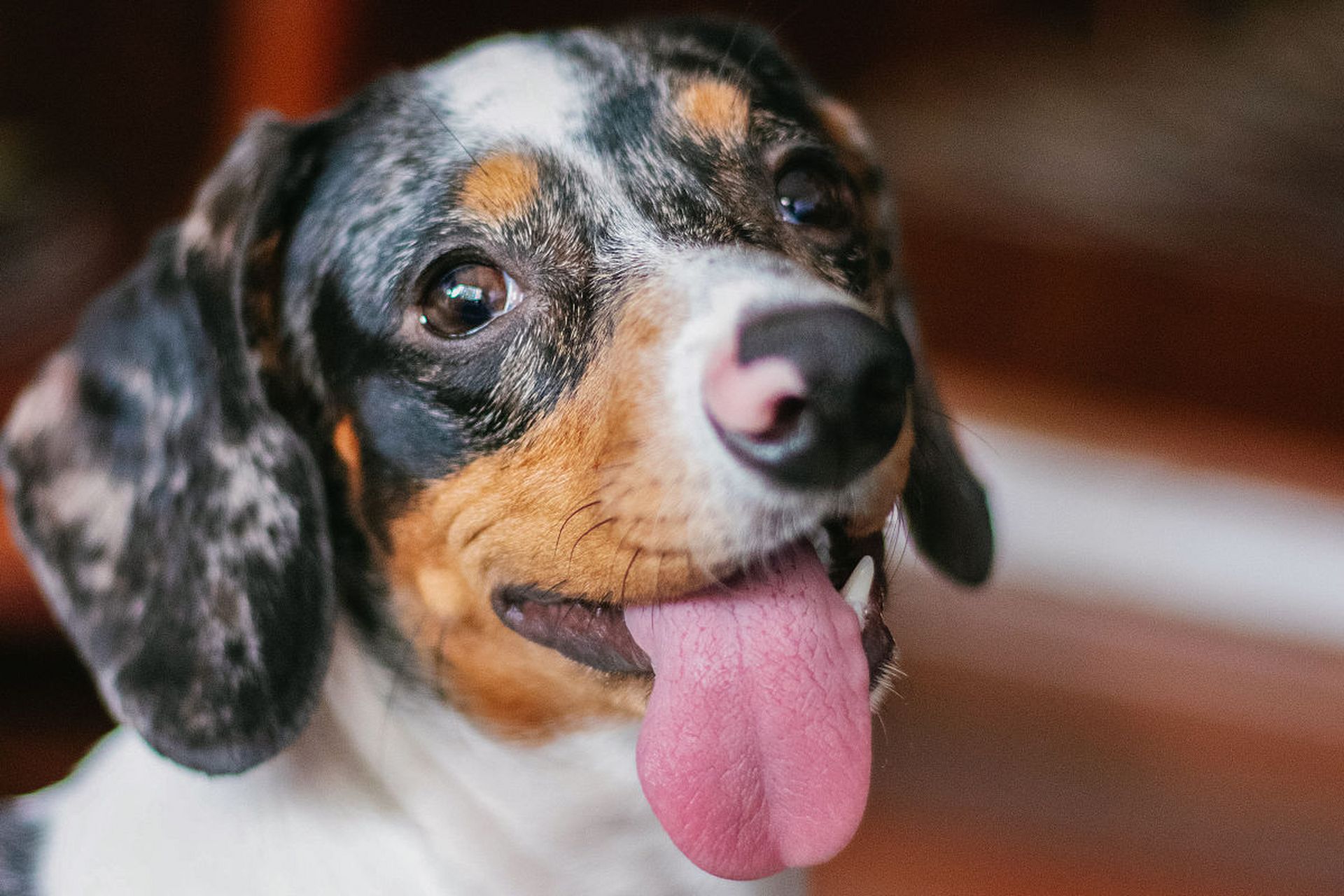 主人需细心观察,结合狗狗具体情况分析,注意健康状况.