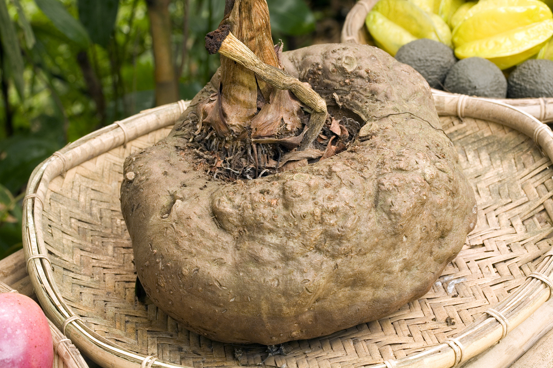 魔芋作为健康食品受到市场欢迎,其种植具有良好前景