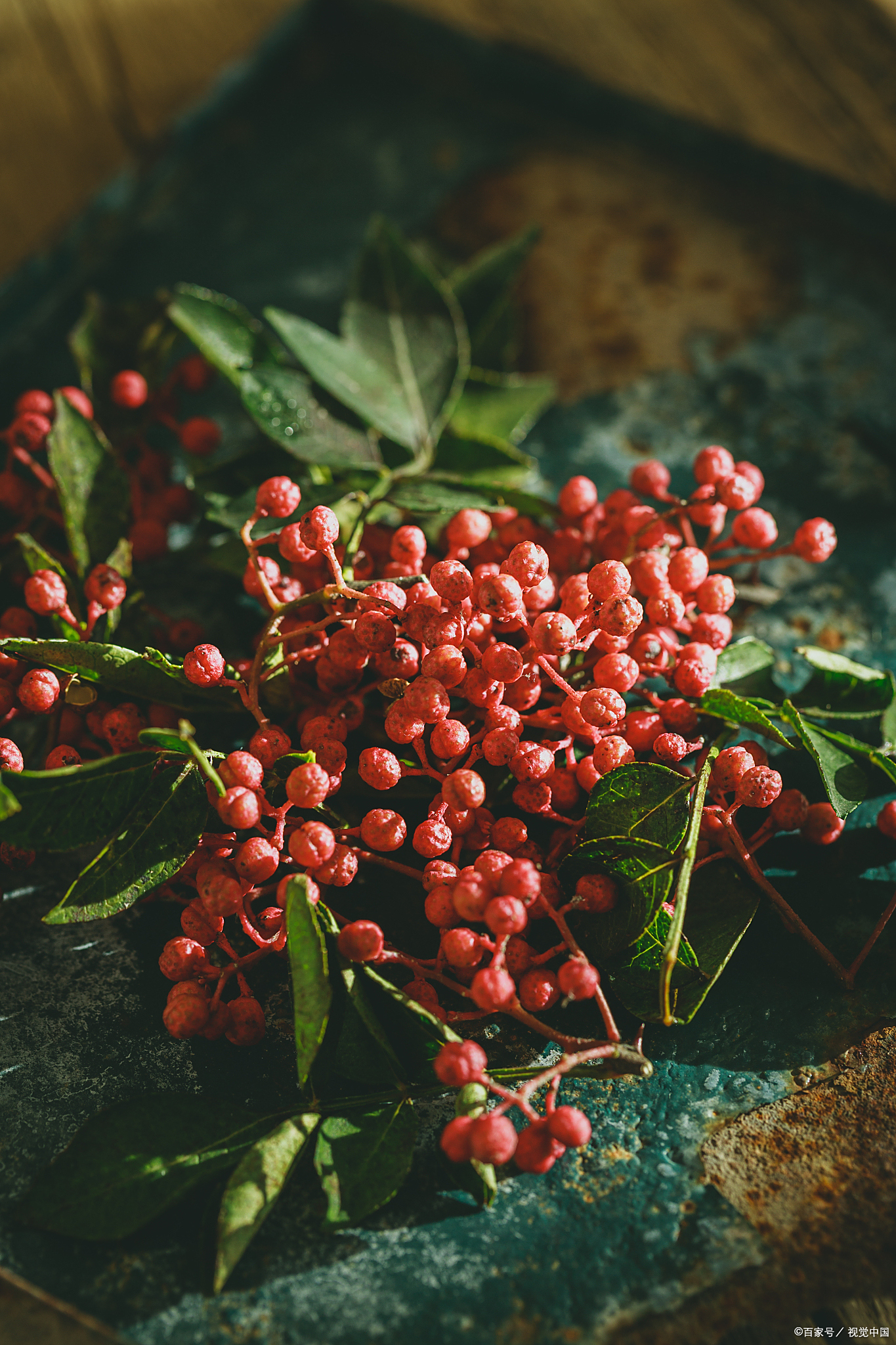 花椒果实的表皮下有许多分泌囊,这些分泌囊中储存了大量的挥发油