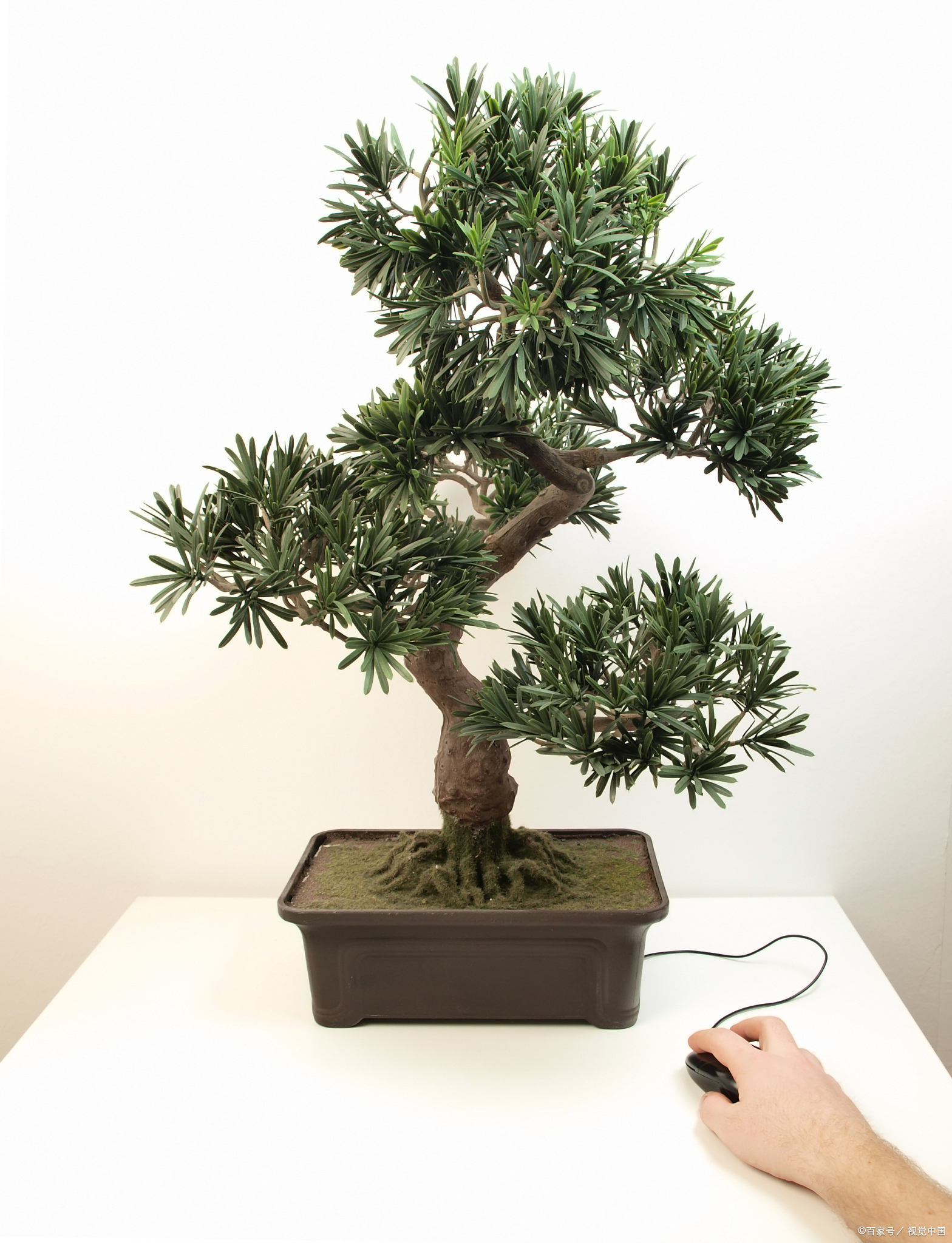 蓬莱松的养殖方法和注意事项