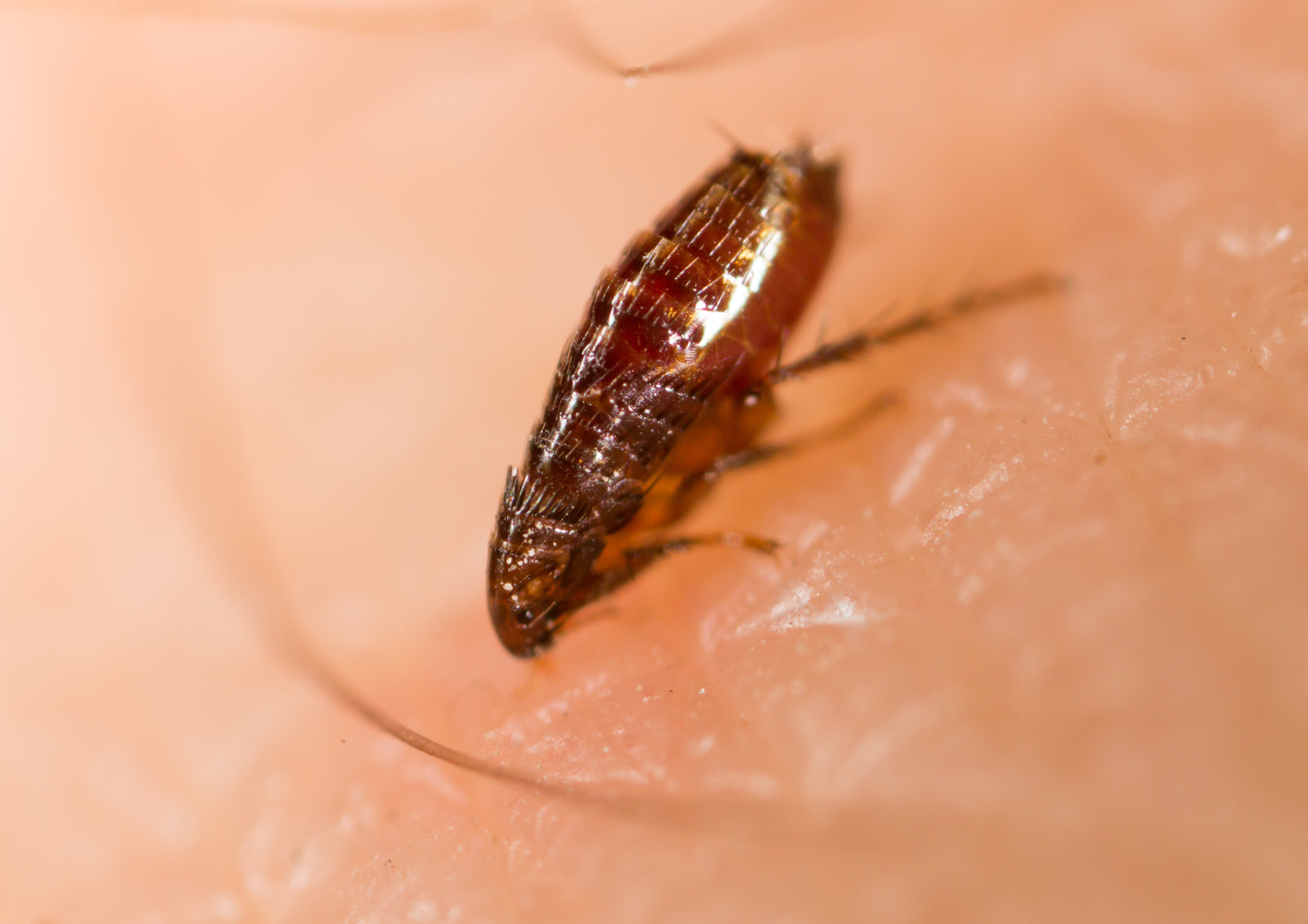 Fluralaner residual | Shaanxi BLOOM Tech Co., Ltd Fluralaner residual | Shaanxi BLOOM Tech Co., Ltd