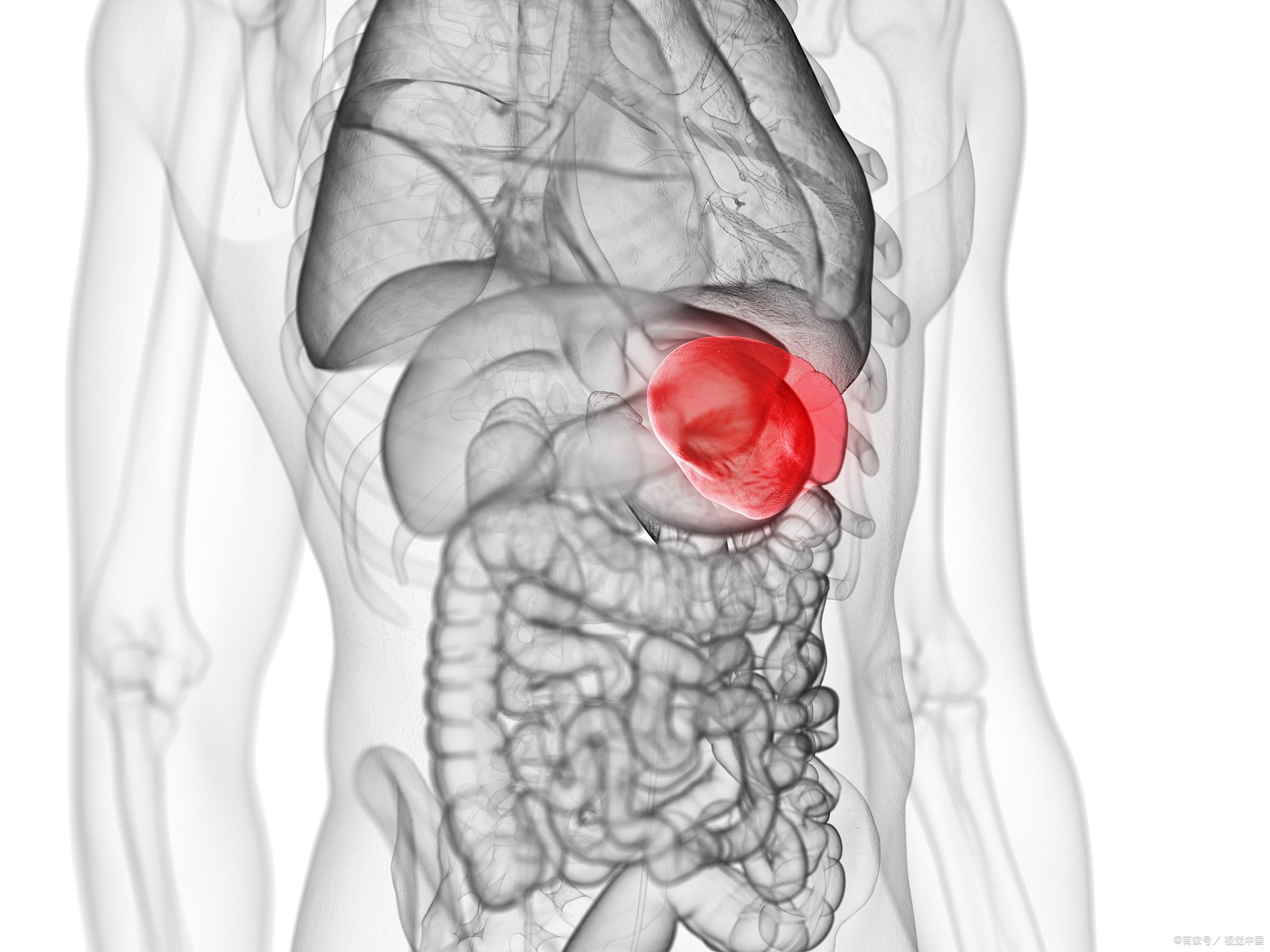 器官小百科-脾脏!