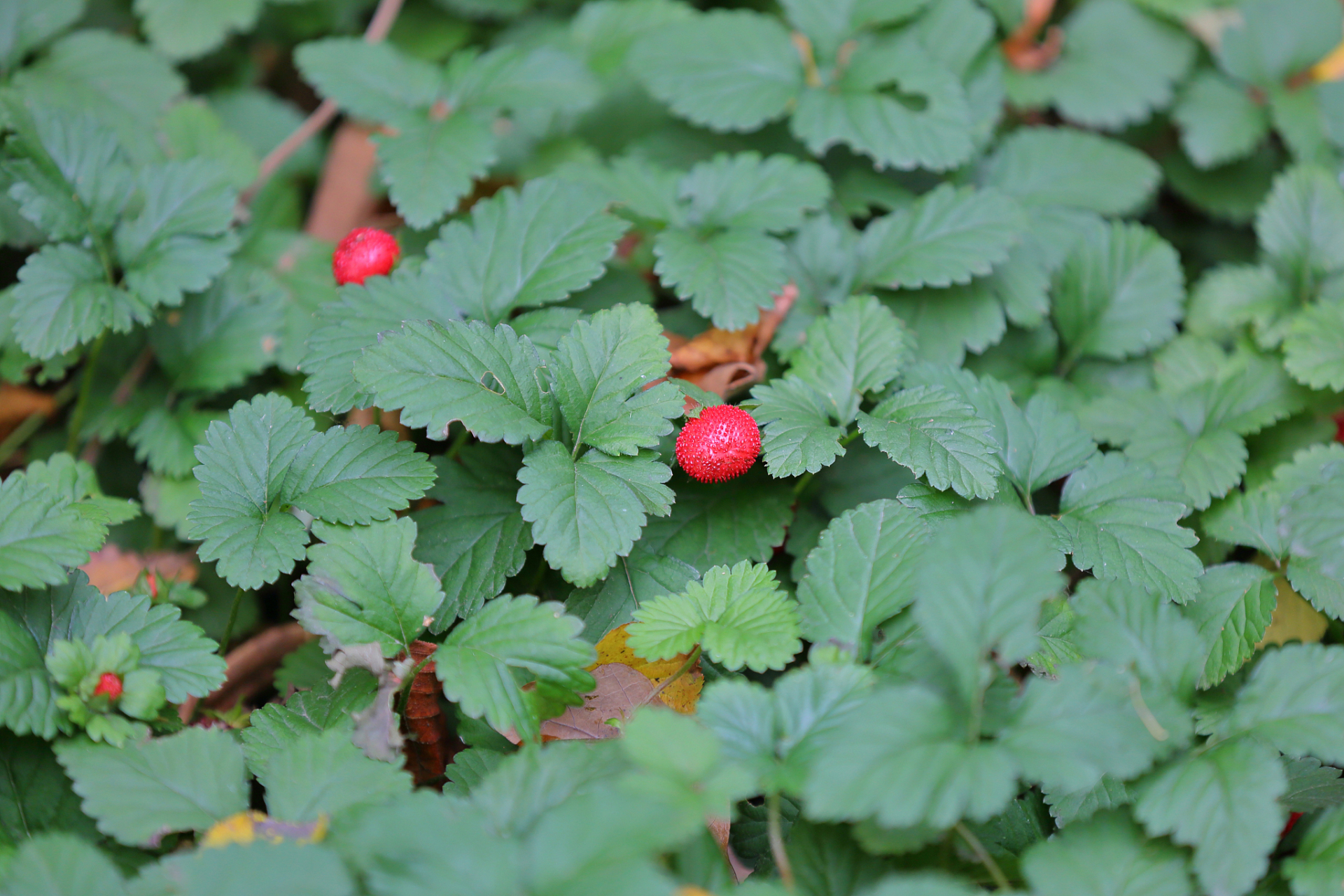 白饭果 白饭果又叫白饭木,是一种常见的美味野果,通常生长在比较潮湿